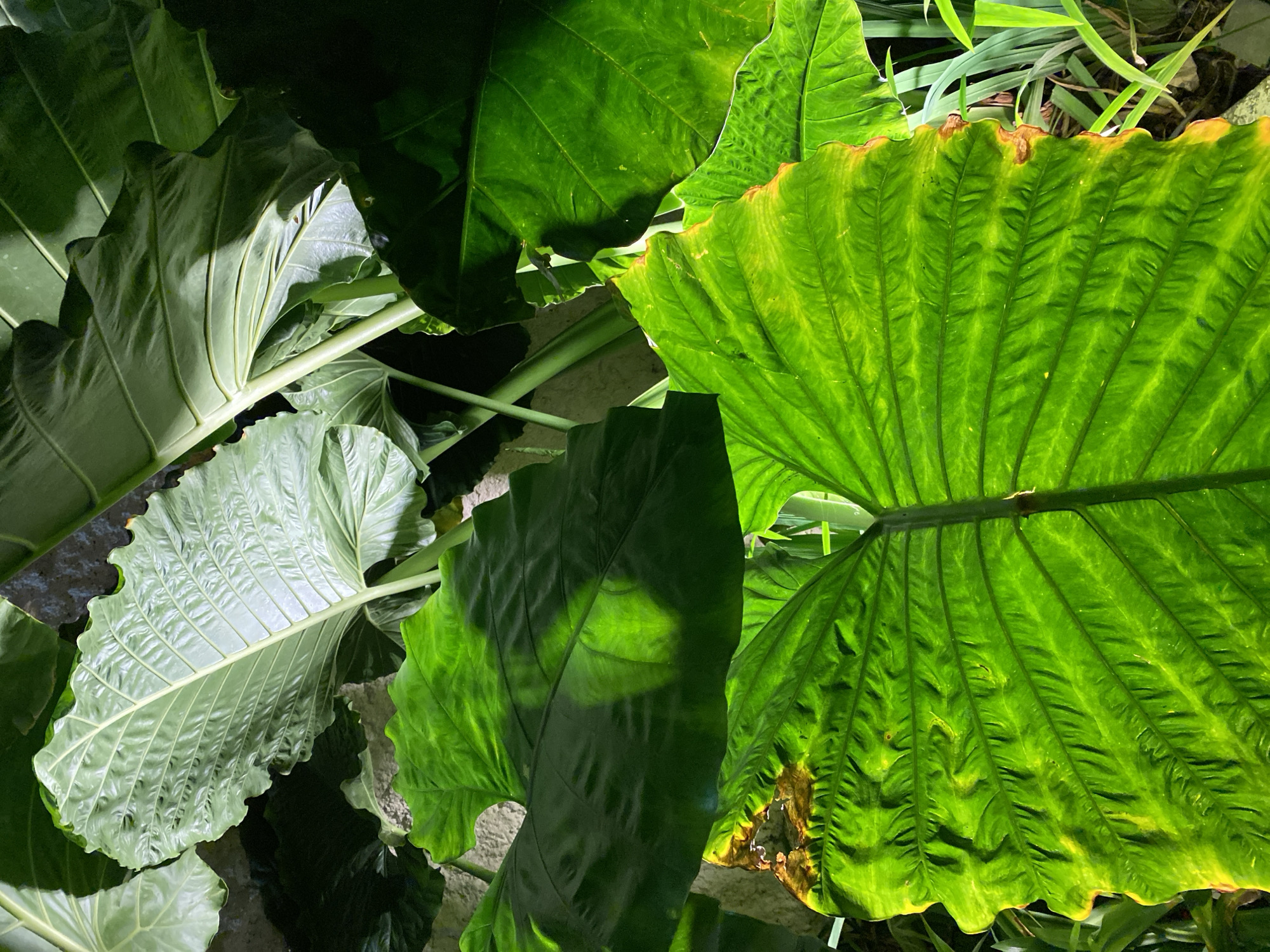 A close-up, high-angle shot captures a cluster of large, lush green elephant ear plant leaves. The leaves exhibit prominent veins and a slightly wrinkled texture. Some leaves show signs of minor browning along the edges. The lighting highlights the vibrant green color and creates shadows across the foliage. The background is dark and indistinct, with hints of a light-colored wall and thinner green foliage. The image is taken in Kuta Selatan, Indonesia.