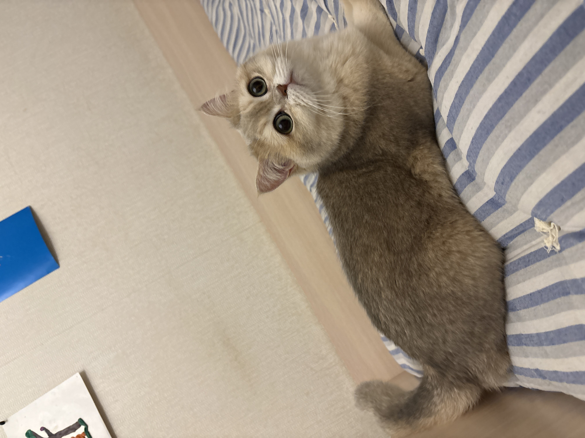 A light brown cat with large, round eyes lies on a blue and white striped surface, possibly a bed. The cat's head is turned upwards, looking directly at the camera. The scene is indoors, with a light-colored floor and a blue object visible in the lower-left corner. The exact location in Chaikovsky, Russia, cannot be determined from the image.