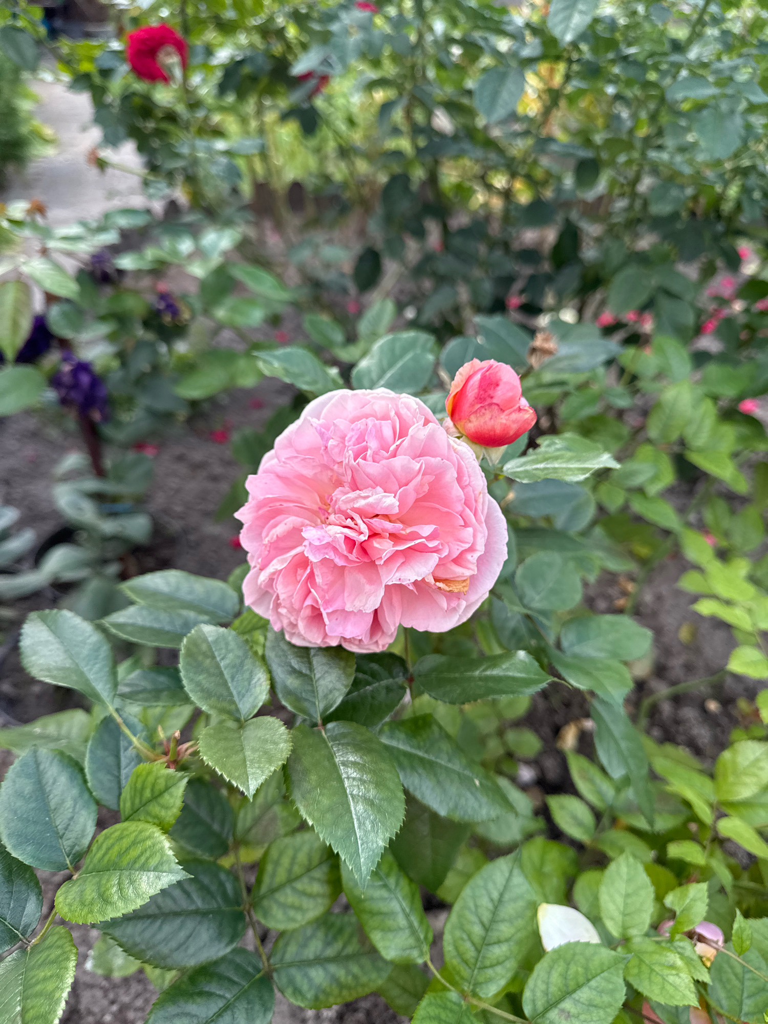 A close-up, eye-level shot focuses on a delicate pink rose in bloom, with a smaller, reddish-pink rosebud to its upper right. The rose petals are layered and appear soft, with a slightly ruffled texture. The surrounding foliage consists of lush, green leaves with serrated edges, some exhibiting a glossy sheen. The background is a blur of more green leaves, suggesting a garden setting. In the distant background, there are hints of other flowers, including a deep red bloom and some purple flowers. The ground is covered with dark, dry soil and small pebbles. This scene is likely located in the Бабовіцкі сельскі Савет, Belarus, within a residential garden or a public park. No people are visible in the image.
