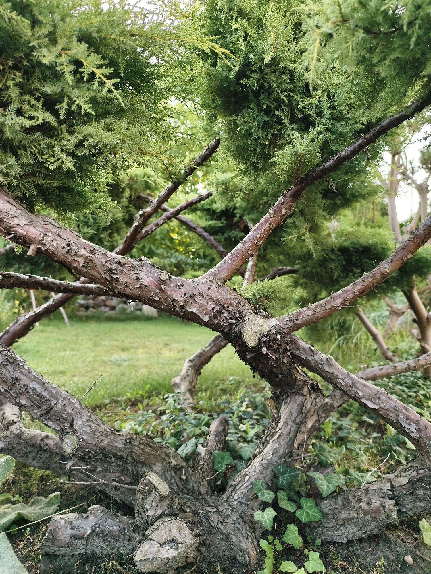 The image shows a close-up of a gnarled tree trunk and branches with green foliage in the background. The trunk is rough and textured, with peeling bark and visible cuts where branches have been removed. Several branches spread out, some crossing over each other. Lush green ivy grows at the base of the trunk. Beyond the tree, a grassy lawn is visible, with a low stone wall in the distance. The overall scene suggests an outdoor garden or park setting. The image does not provide any information about the city of Tczew, Poland, or any people or actions taking place.