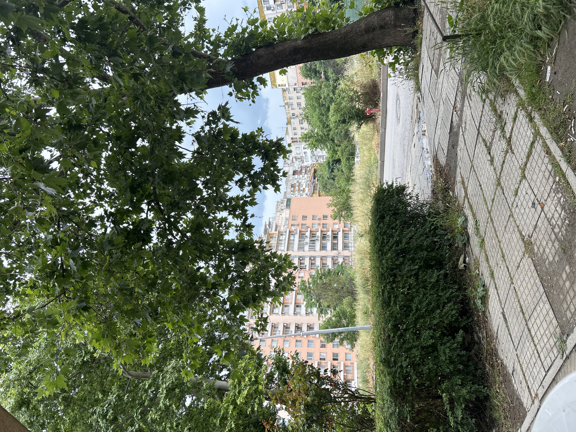 This image captures an urban street scene in Plovdiv, Bulgaria, likely during daytime under a partly cloudy sky, with evidence of recent rain. The original image is rotated 90 degrees counter-clockwise.
In the foreground, a large tree with dense green foliage occupies the left side, with its trunk extending horizontally across the upper-middle section. Its broad, palmate leaves are clearly visible, casting dappled shadows.
To the right, a paved sidewalk or pathway made of light grey, square-patterned concrete tiles runs from the bottom to the top. Next to the sidewalk, a strip of unkempt grass and weeds grows, followed by a neatly trimmed green hedge. Beyond the hedge and grassy strip, a paved street or road is visible, featuring a circular manhole cover. Several puddles are scattered across the street and on the sidewalk, indicating recent rainfall. A red fire hydrant stands near the road on the right side of the midground.
In the background, a cluster of multi-story residential buildings rises above the greenery. These buildings vary in color, appearing light yellow, white, and a pale orange or pink. They feature numerous windows and balconies, many of which are equipped with air conditioning units. Additional trees and dense green foliage are visible between and around the buildings, contributing to the urban green space.
No people or explicit activities are visible, presenting a static urban landscape. There is no discernible text in the image.