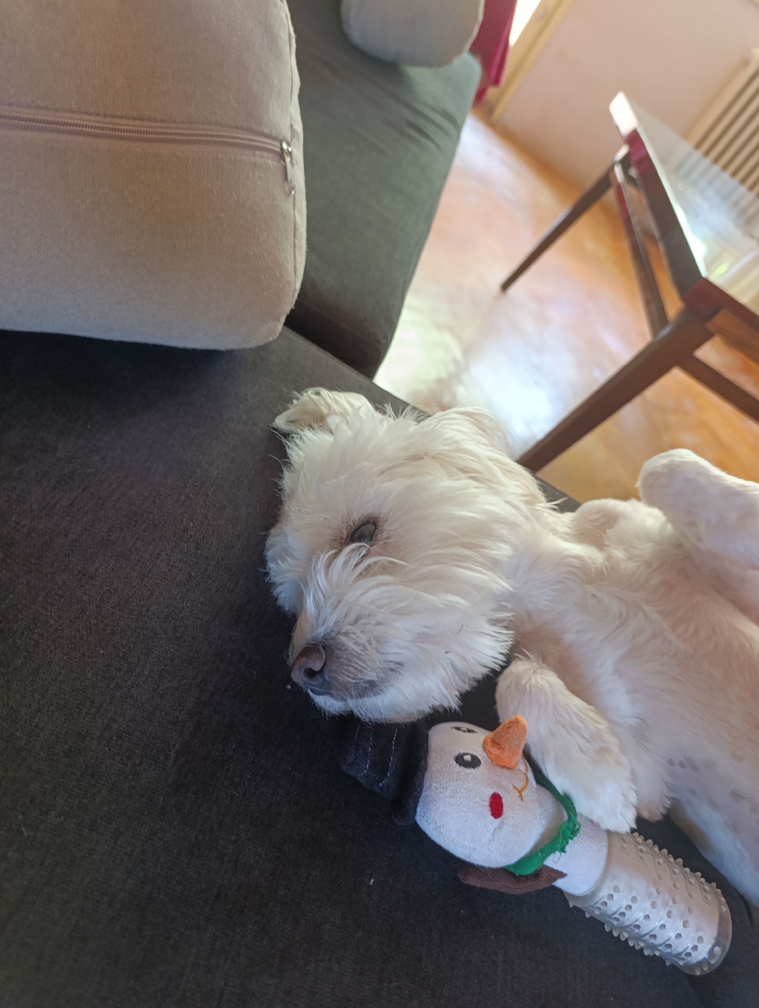 A white dog is sleeping on a dark grey couch. The dog is on its back, with its legs in the air. It is holding a snowman-shaped toy in its paws. The dog has white fur and is partially covered by a light grey cushion. A glass-topped coffee table with wooden legs is visible in the background. The floor is made of light-colored wood.