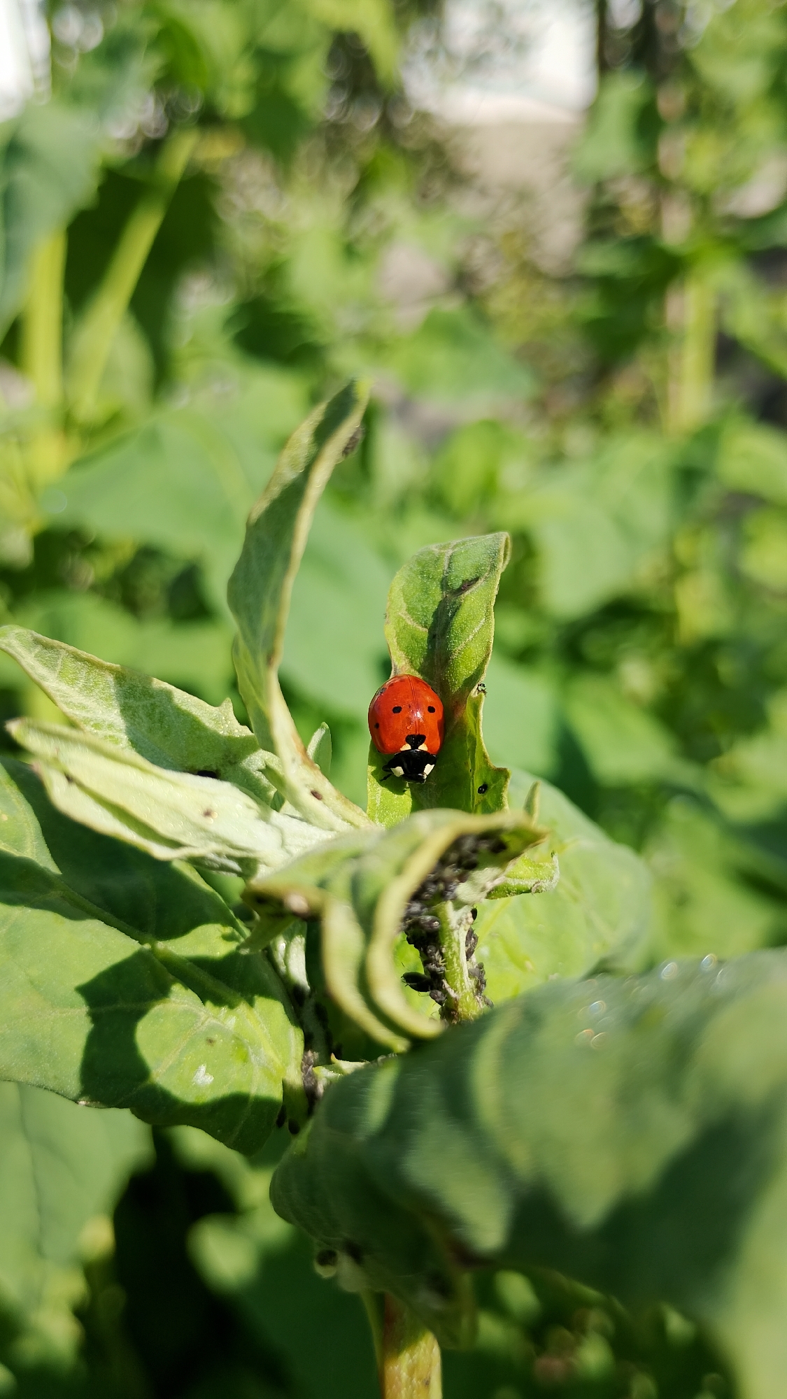 A close-up shot of a ladybug on a green leaf. The ladybug is red with black spots. The leaf is slightly curled and appears to have some dark spots, possibly aphids, clustered on it. The background is blurred green foliage, suggesting an outdoor garden setting. The image is sharpest on the ladybug and the leaf it is on, with a shallow depth of field. The lighting suggests it is daytime, possibly a sunny day. The location is not specified in the image or the prompt.