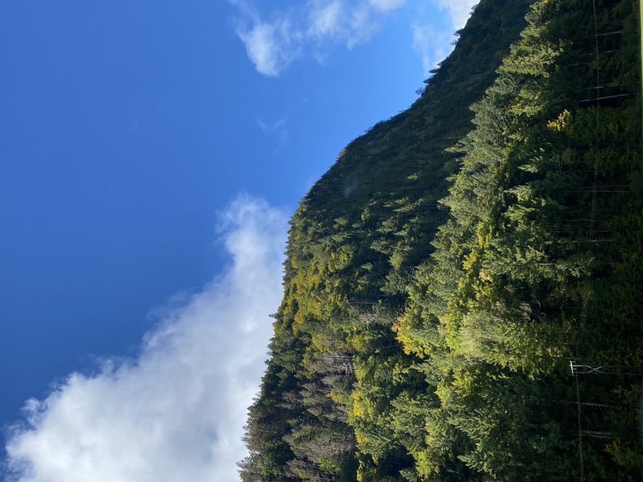 This image depicts a densely forested mountain slope under a partly cloudy blue sky, located in the city of Abondance, France. The mountain, rising from the lower edge and dominating the frame, is covered primarily with coniferous and deciduous trees exhibiting various shades of green. Patches of yellowish-green foliage are visible, particularly in the upper-left and central areas, indicating early autumn color changes or different tree species. Some trees, especially higher on the left, appear darker with more exposed branches. The upper right portion of the image shows a clear, bright blue sky. White, cumulus-type clouds are present in the upper-left corner and scattered across the mid-left and mid-right sections of the sky. In the lower-left quadrant, a dark utility pole or similar structure with horizontal lines is partially visible, positioned above a darker, flat green area at the bottom edge of the frame. No individuals are present.