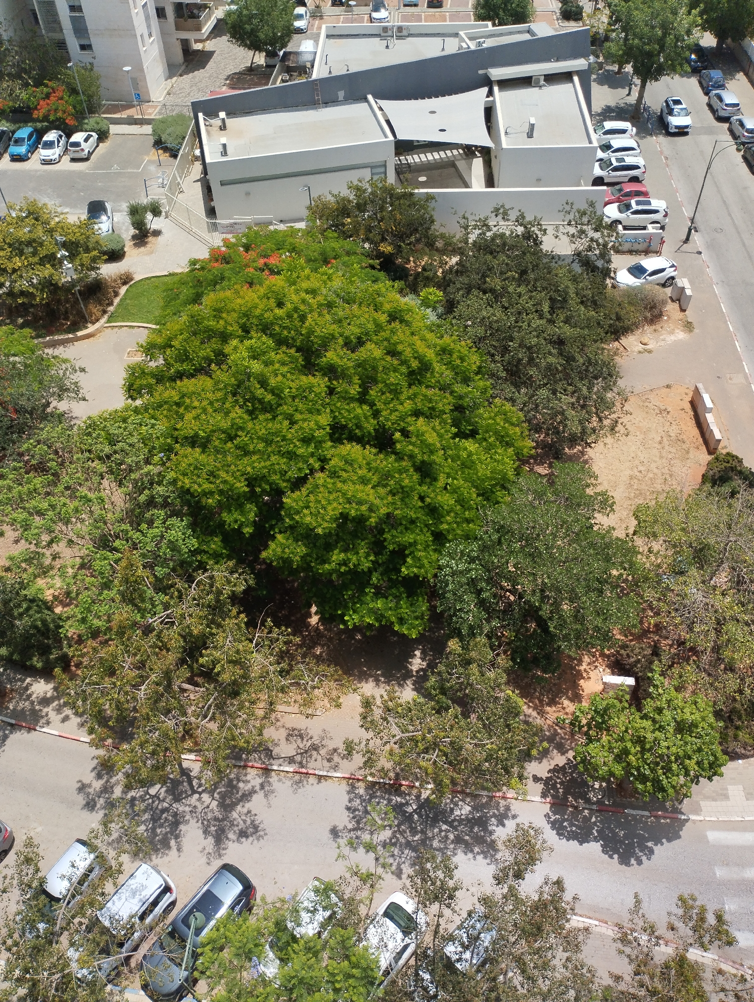 In Pardes Hana-Karkur, Israel, an aerial view captures a street scene with parked vehicles and residential buildings. Several cars, including white sedans and SUVs, are parked along the paved road. Some cars are parked in a designated lot adjacent to a building. The area is characterized by numerous trees, some with vibrant green foliage and others with more sparse branches, casting shadows on the ground. In the background, modern residential buildings with flat roofs and balconies are visible. The environment appears to be a typical urban or suburban neighborhood in Israel, with a mix of natural elements and man-made structures.
