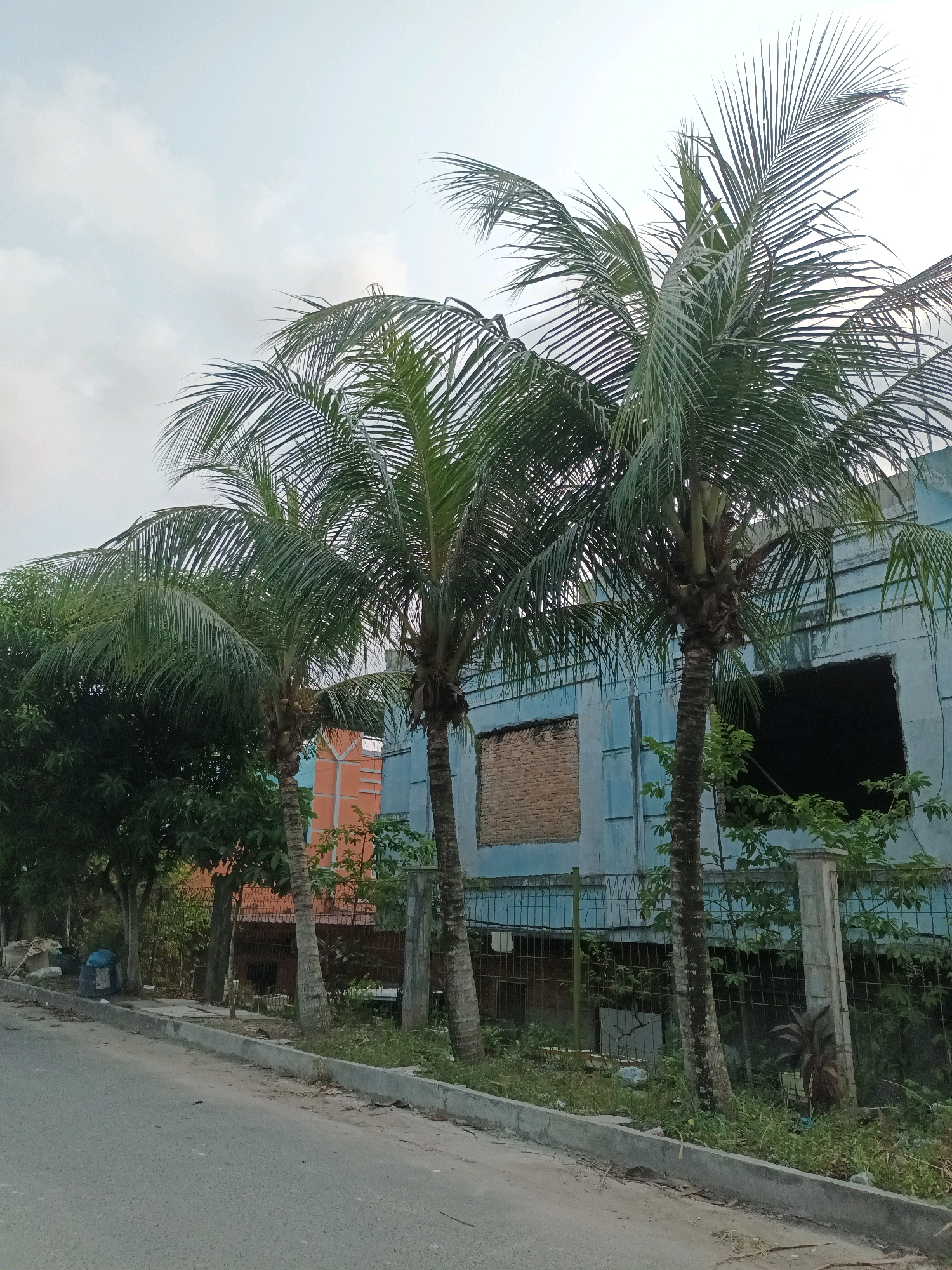 The image depicts a street scene in Batam, Indonesia, with a focus on a partially constructed or abandoned building and several coconut palm trees. The building, painted a light blue, appears to be two stories high and features exposed brickwork in one window opening and a large, dark opening where another window or doorway should be. A chain-link fence runs along the front of the property, separating it from the street. Lush green vegetation, including trees and bushes, grows behind the fence and around the building.
In the foreground, a paved road with a concrete curb runs along the left side of the image. The sky above is overcast with soft, diffused light. Three tall coconut palm trees with their characteristic fronds are prominently positioned in front of the blue building, with their trunks and leaves clearly visible. To the left of the palm trees, a dense collection of green trees can be seen. Near the curb on the left side of the road, there are two large dark blue trash bags. The overall impression is one of a somewhat neglected urban fringe environment, common in developing areas.