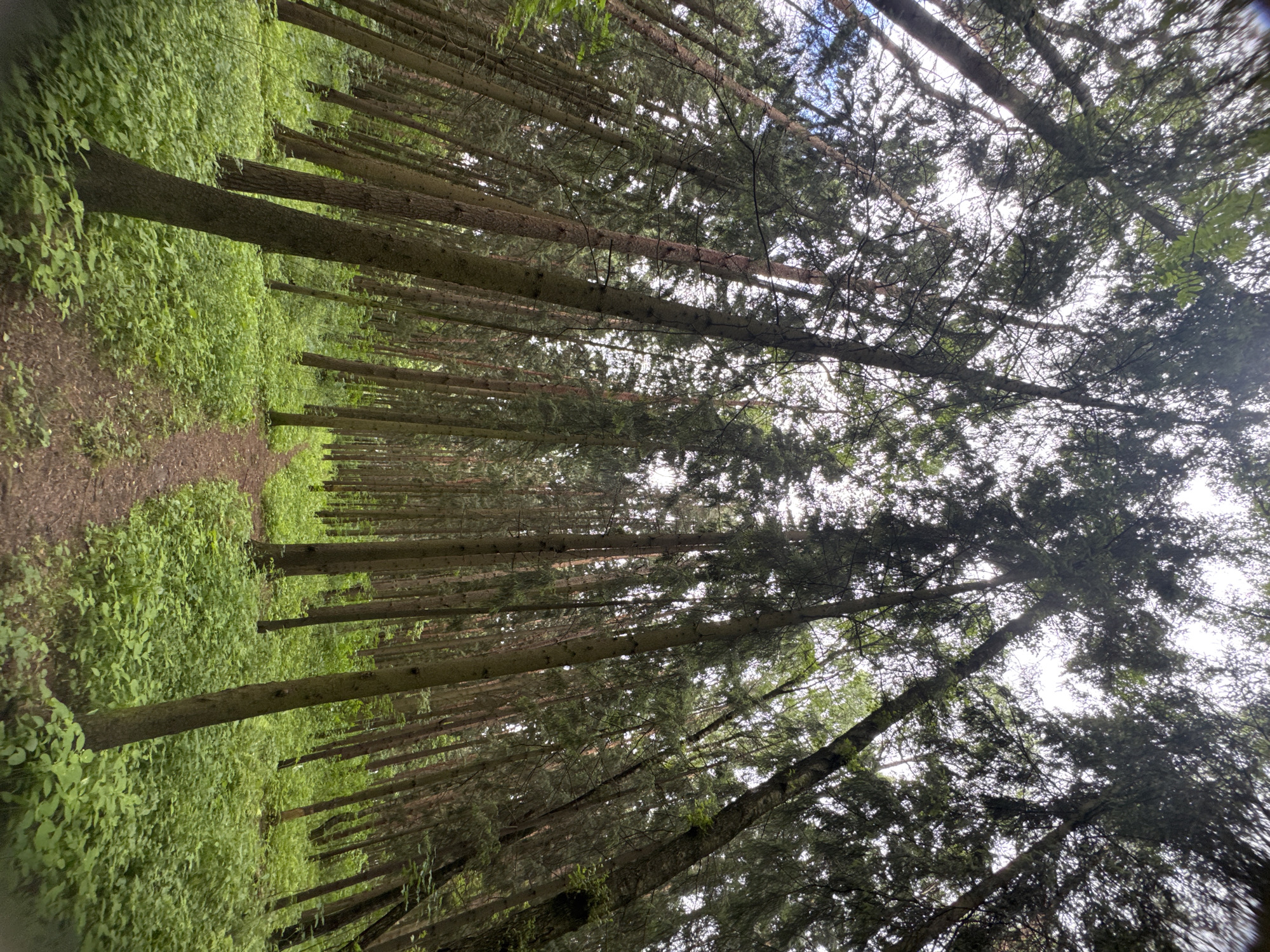 This is a low-angle, wide-shot photograph of a dense coniferous forest in Moscow, Russia. Tall, slender pine trees with dark bark dominate the scene, their branches creating a thick canopy that filters the sunlight. The forest floor is carpeted with lush, green undergrowth and a narrow, winding dirt path meanders through the vegetation, leading the viewer's eye into the depths of the woods. The sky is overcast, casting a diffused light throughout the forest, and the overall impression is one of a serene and wild natural environment. There are no people or animals visible in the image.