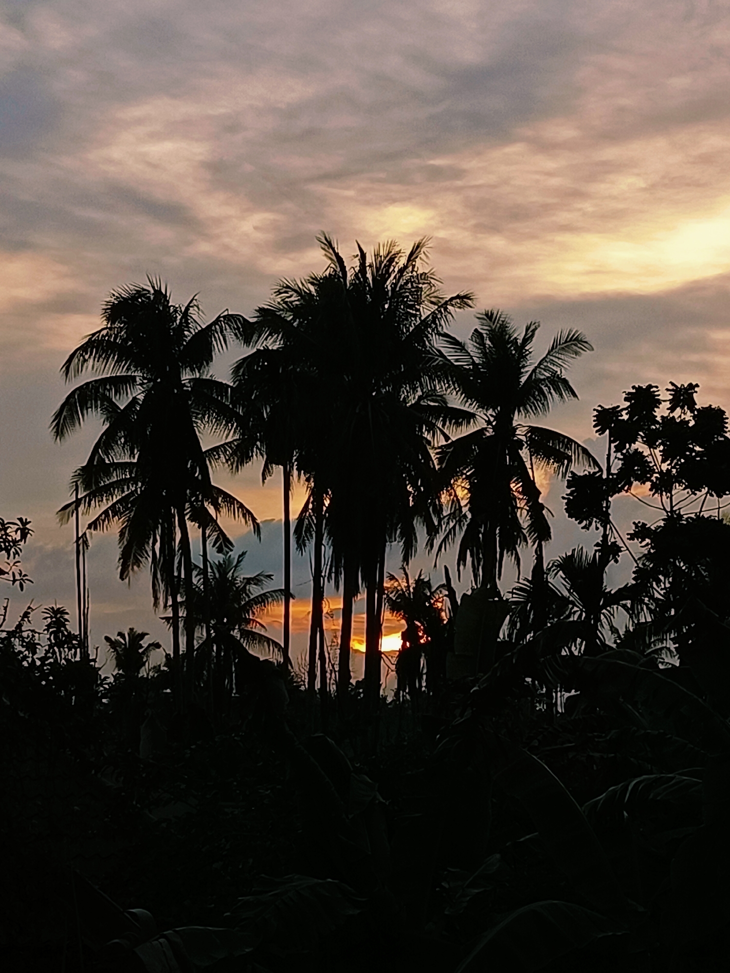 A photograph captures a silhouetted cluster of palm trees against a dusky sky. The sun, partially obscured by the foliage, casts a warm, orange glow through the trees, illuminating the scattered clouds. The scene appears to be located in Blang Cut, Indonesia, a location often characterized by lush tropical vegetation and coastal landscapes. The foreground is dominated by dense, dark foliage, creating a stark contrast with the illuminated sky. No individuals or active engagements are depicted; the image focuses on the natural landscape at dusk.