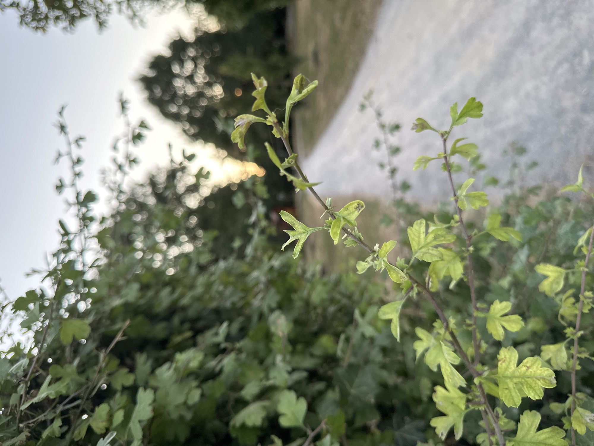 A close-up shot focuses on a branch with light green, lobed leaves. The branch extends from the left side of the frame towards the center, with some leaves showing slight yellowing and browning. In the background, a gravel path is visible, curving to the right and receding into the distance. The path is bordered by green grass and trees. The sky above is a pale blue, with soft, out-of-focus bokeh lights creating a gentle glow, suggesting either late afternoon sun or artificial lighting. The image appears to have been taken outdoors, in a park or natural setting, possibly in the city of Krefeld, Germany, given the context provided. There are no people or animals present in the frame.