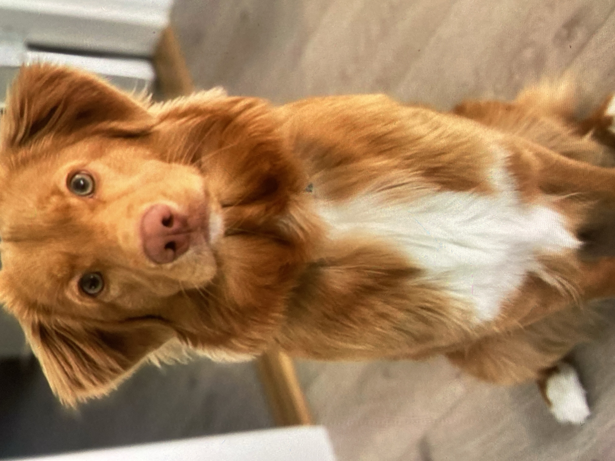 A medium shot portrait of a Nova Scotia Duck Tolling Retriever dog is presented. The dog is seated and facing forward, looking directly at the camera. It has reddish-brown fur with white markings on its chest and paws. The background is blurred, showing wooden flooring and vertical elements that appear to be walls or furniture. There is no indication of the location being Ustyvytsia, Ukraine.