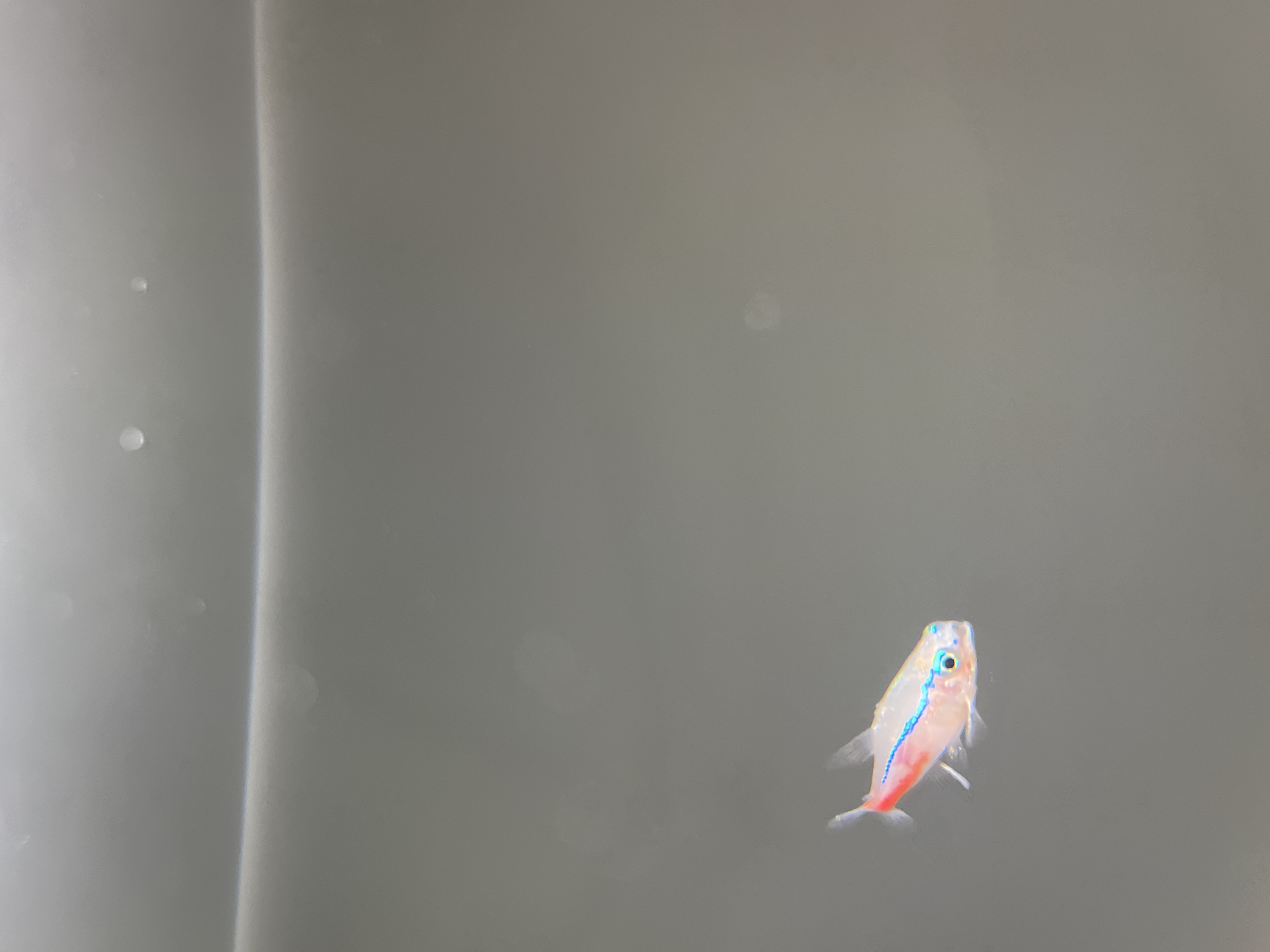 The image captures a small, translucent fish, likely a juvenile Neon Tetra, set against a plain, light grey background. The fish exhibits a pale, almost white or light pink body with a prominent, iridescent blue stripe running horizontally from its eye towards its tail. A distinct patch of bright red coloration is visible on its lower body, extending to the caudal fin. Its eyes are dark and circular. The fish is depicted in profile, facing slightly upwards and to the left, with its fins subtly spread as if in a state of suspended motion or gentle swimming.
The background is uniform and featureless, suggesting an underwater environment such as an aquarium or a temporary container. A faint vertical line or seam is present on the left side of the frame, indicating an internal corner or edge of the enclosure. Several small, out-of-focus specks, possibly air bubbles or particulate matter, are sparsely scattered across the background. The lighting is soft and diffused, creating an even illumination without harsh shadows, which accentuates the fish's vibrant colors and delicate features. There are no other subjects, objects, or visible text within the frame. The image focuses solely on the fish, presenting a clear and isolated view of its characteristic markings.