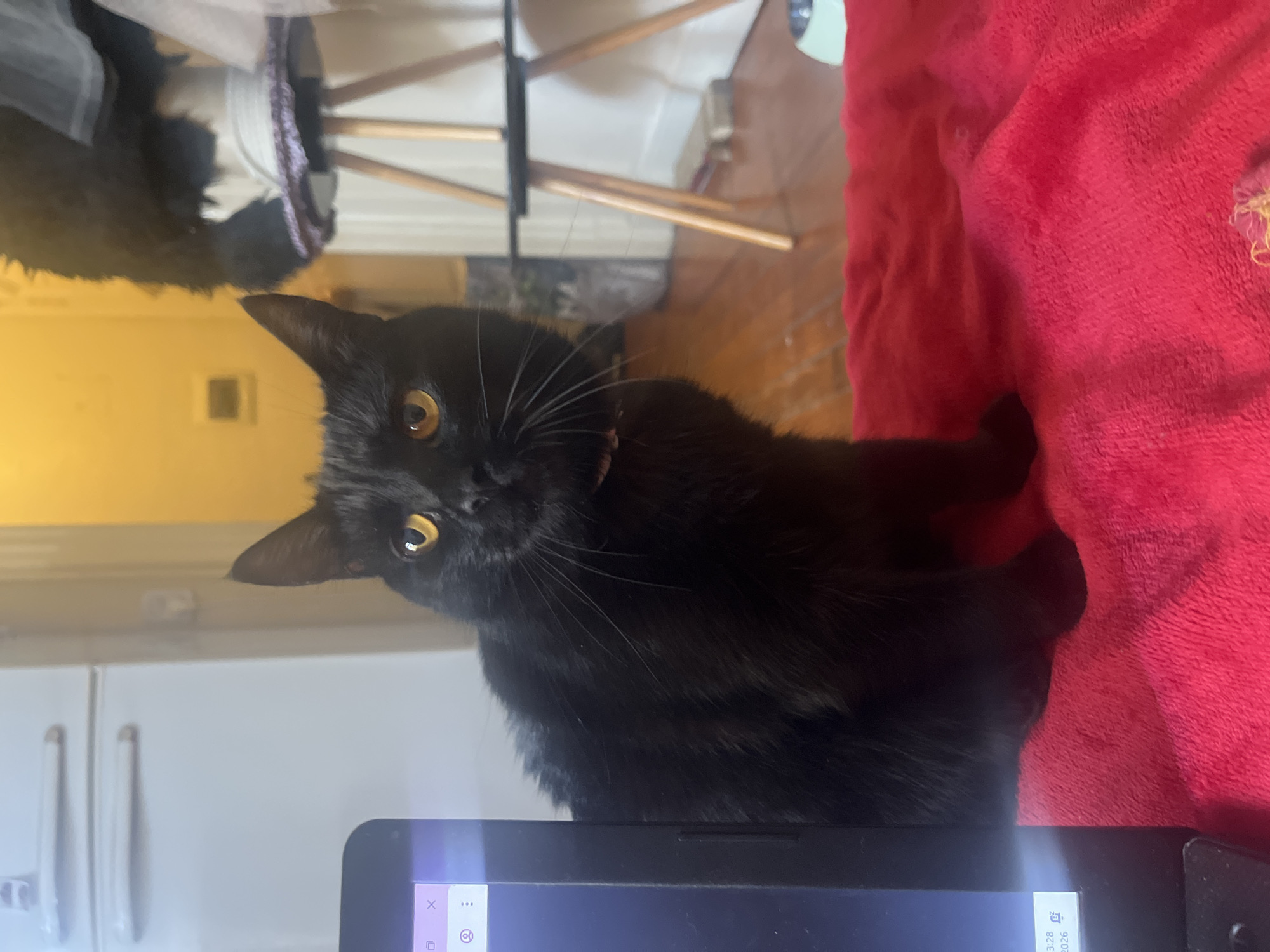 A black cat with sleek fur, striking yellow eyes, and prominent white whiskers is the central subject of this indoor photograph, looking directly at the viewer with an attentive and curious expression. The cat wears a thin, light-colored collar.
The cat is positioned in what appears to be a domestic setting, possibly in Buenos Aires, Argentina. In the immediate foreground, the top edge and part of the screen of a laptop are visible, partially obscuring the cat's lower body. On the laptop screen, visible text includes "3:28" and "2026" along with icons such as an 'X', three dots, and a gear/settings symbol.
To the cat's right, a bright red, fuzzy blanket or fabric is prominent, providing a contrasting color to the cat's dark fur. The background on the left features a light-colored wall, possibly with a refrigerator or cabinet handles visible. On the upper right, wooden furniture or a drying rack can be seen, contributing to the casual indoor atmosphere. The lighting suggests it is daytime or well-lit artificially, illuminating the cat's features clearly.