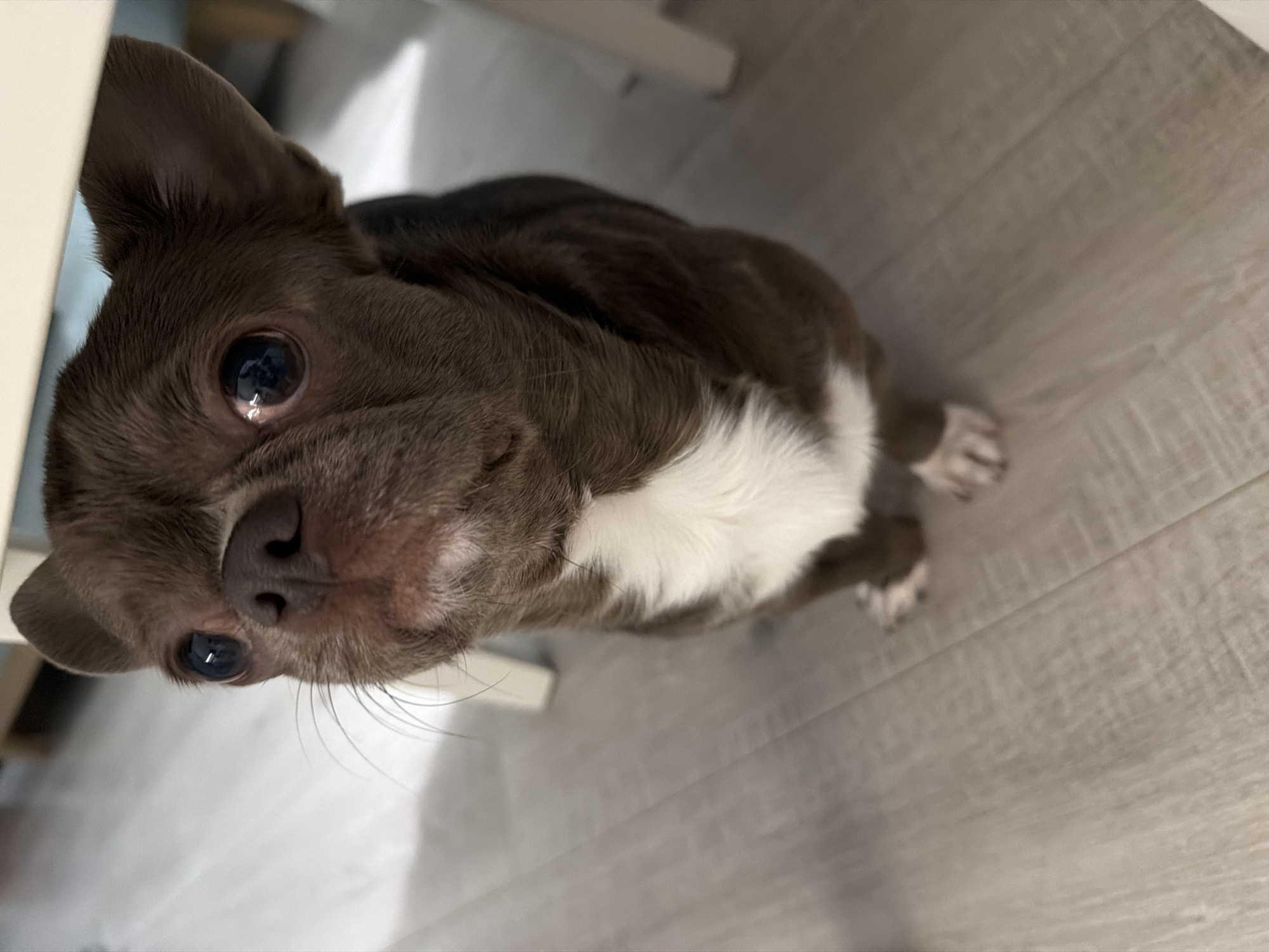 A brown and white Chihuahua is sitting under a table on a light wood-look floor. The dog's head is tilted up towards the camera. The background includes the legs of a light-colored table. The location is not discernible from the image, therefore cannot be placed in Votkinsk, Russia.