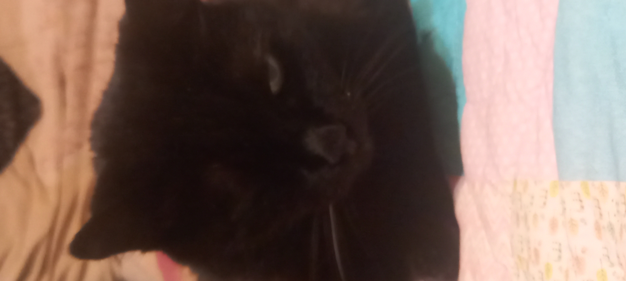 The image shows a close-up, slightly blurry, low-angle shot of a black cat resting on a colorful, patterned blanket. The cat's face is mostly visible, with its eyes partially closed and its mouth slightly open, revealing a bit of its tongue. Its whiskers are prominent. The blanket is composed of large rectangular sections in pink, light blue, and a lighter pattern that appears to be white with small yellow shapes. The background is out of focus and appears to be a beige or brown fabric. There is no indication of the city of Kryvyi Rih, Ukraine, in the image.