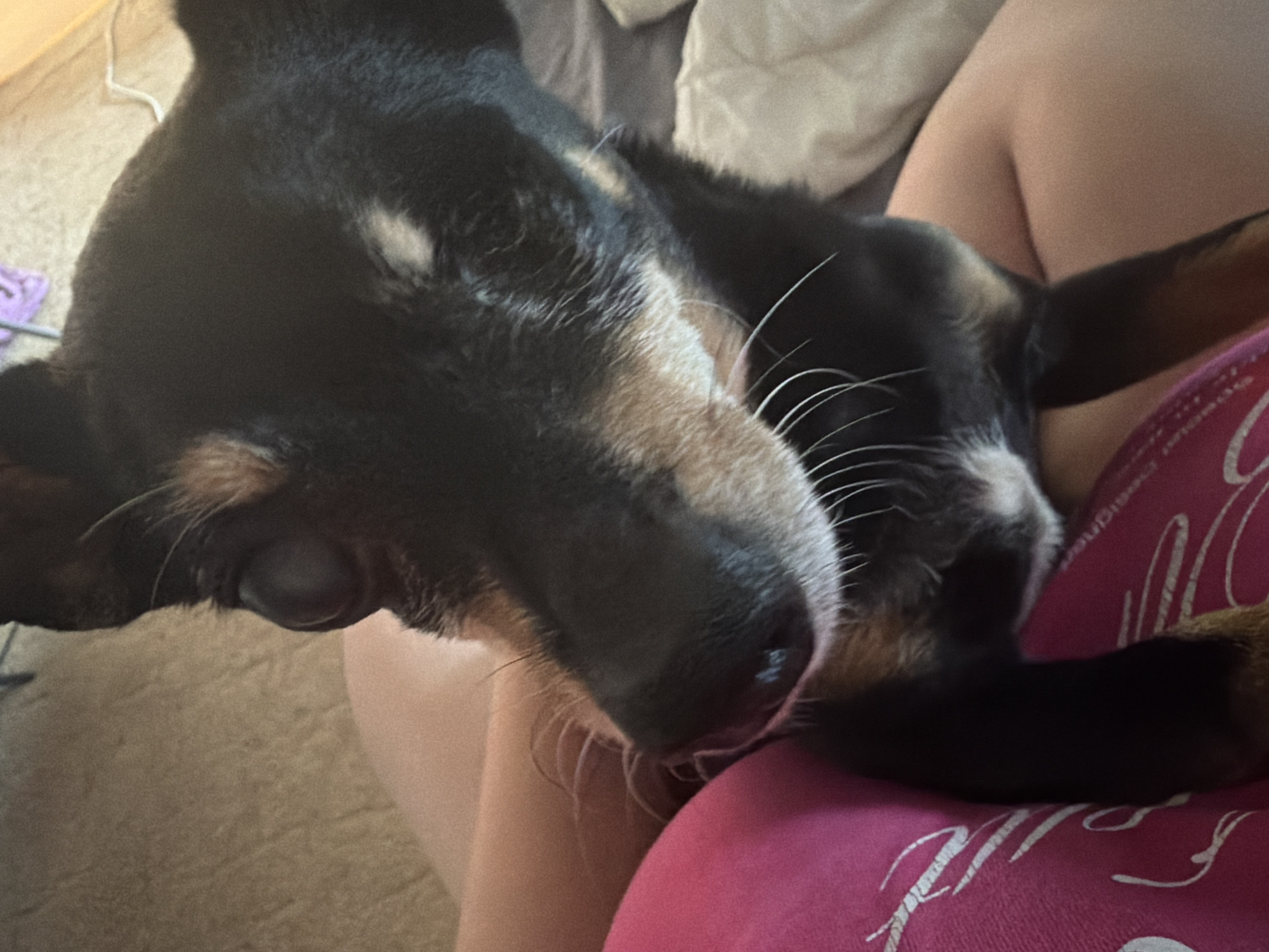 An extreme close-up shot focuses on the head and front torso of a black and tan dog. The dog's head is tilted downwards and to the left, with its large, dark eye visible in profile. Its muzzle is dark brown, with long white whiskers fanning out. The dog's fur is short and appears to be somewhat coarse. The dog is resting on a person's lap, which is covered by a bright pink fabric with a white abstract design. The background is a muted beige, likely a carpet or blanket. A small portion of a white cord is visible in the upper right corner of the frame. The lighting is soft and natural, creating subtle shadows that highlight the textures of the dog's fur and the fabric.