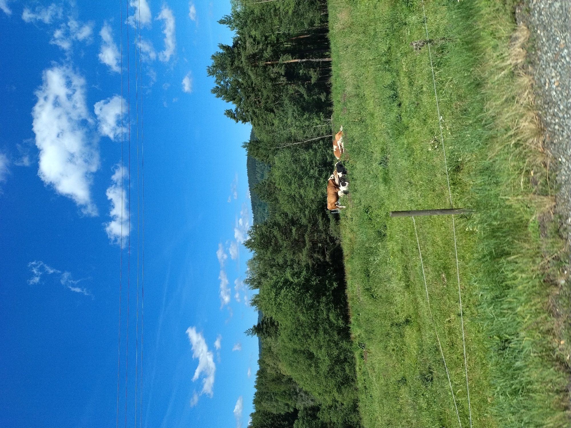 This image depicts a pastoral scene in Vimperk, Czechia, under a bright blue sky dotted with white clouds. The foreground features a grassy field with a wire fence. In the middle ground, several cows are grazing and resting in the field. Behind the field, a dense forest with various types of trees stretches across the landscape, with hills visible in the distance. Power lines are strung across the sky, suggesting the presence of infrastructure near the rural area. The overall impression is one of natural beauty and tranquility.