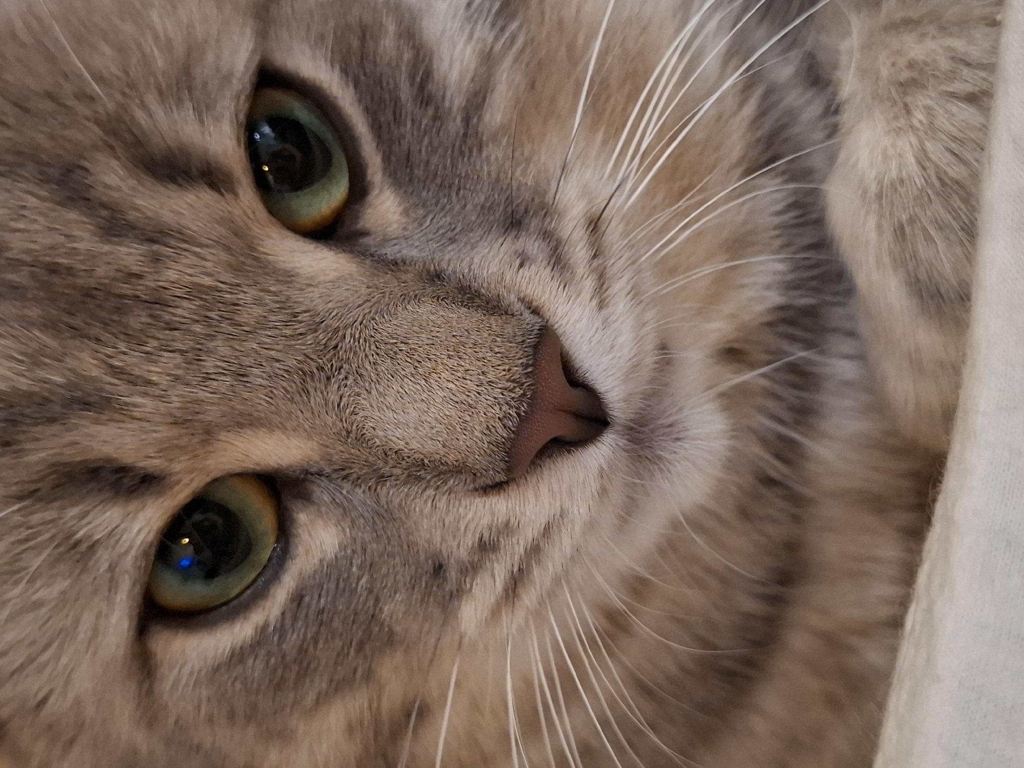 A close-up, eye-level, portrait-style shot shows the face of a domestic cat. The cat's fur is a mixture of gray and tan stripes. Its eyes are large and green with yellow-orange irises. The cat's nose is pink and its whiskers are white and long. The background is blurred and appears to be a soft, light-colored surface. The image is well-lit, with a slight reflection visible in the cat's eyes. The cat's head is angled slightly to the right, and it appears to be looking directly at the camera.