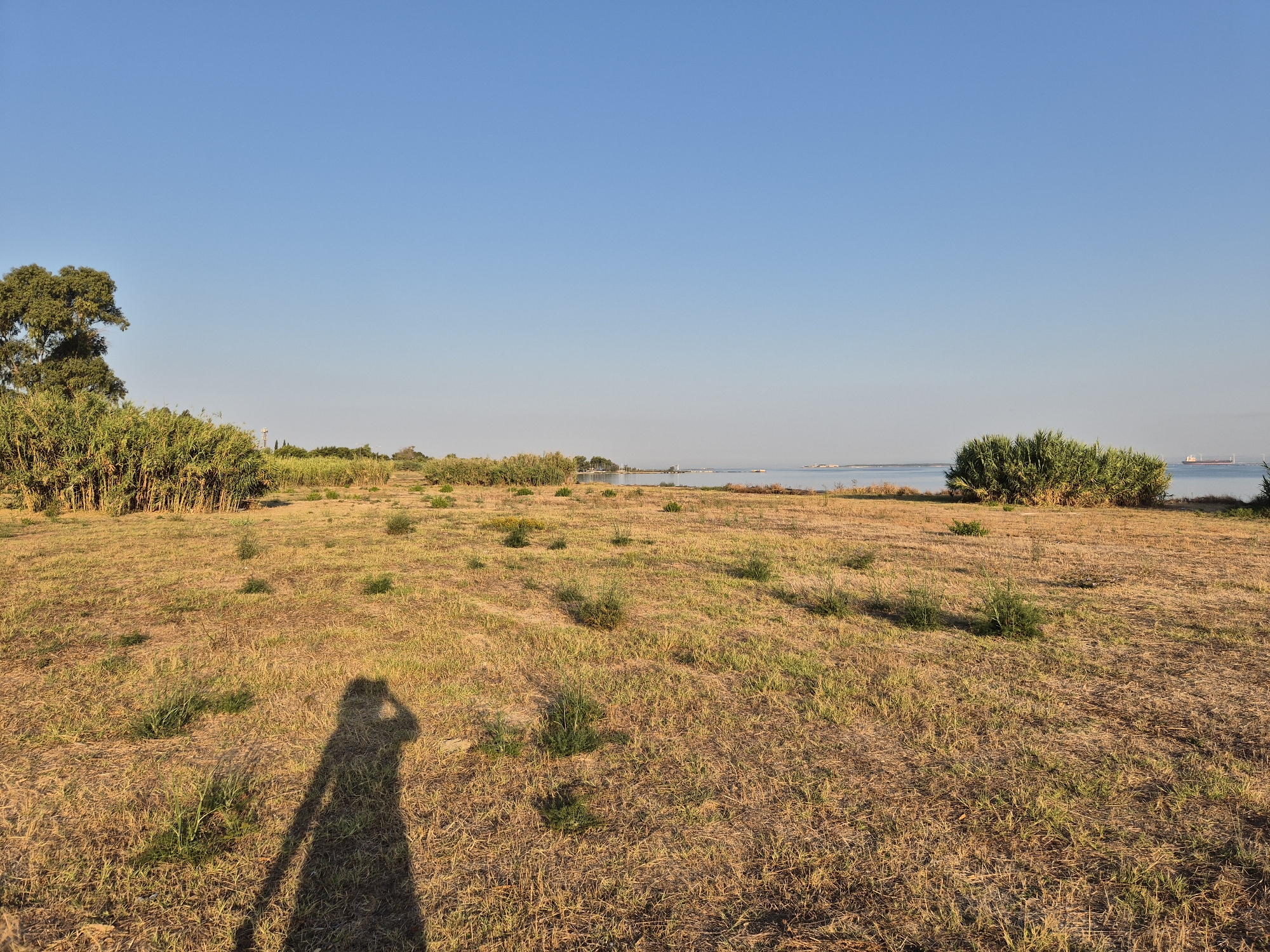 A landscape image shows a field of dry, brown grass with scattered patches of green growth. In the foreground, a dark silhouette of a person, likely the photographer, is casting a shadow on the ground, with their arm extended as if holding a camera. To the left, a dense thicket of tall, green reeds or bamboo is visible, with a large tree growing from its midst. Further in the distance, a body of water, possibly a sea or large lake, stretches across the horizon, with several small boats and a large ship in the far distance. The sky above is clear and blue, with no clouds. The scene appears to be a natural coastal area. The location is identified as Taranto, Italy.