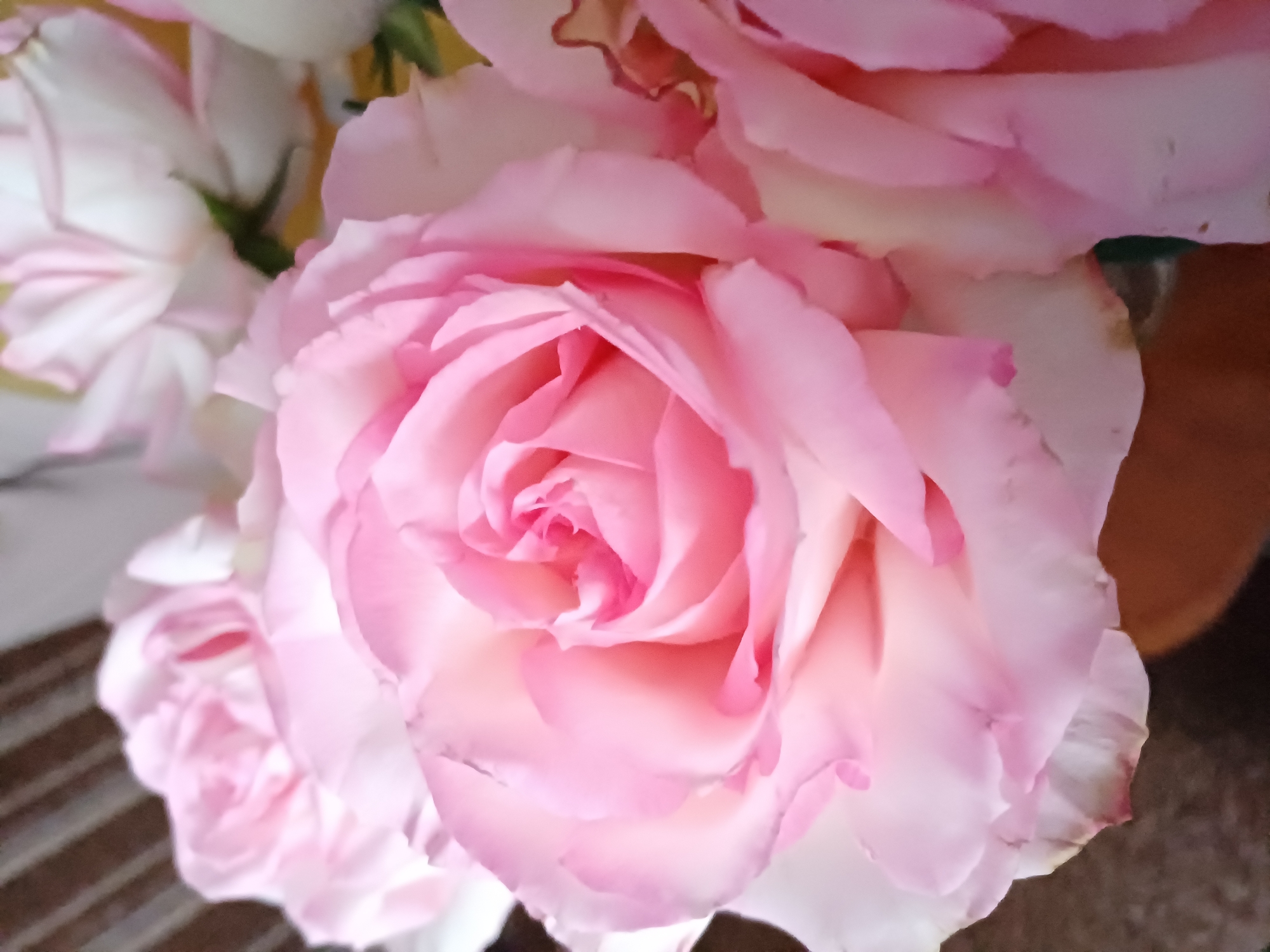 The image is a close-up, slightly blurred photograph of several pink and white roses. The central focus is a large, fully bloomed pink rose with intricate petal layering. To the left, other roses are partially visible, with some appearing to be white with pink edges. The lighting is soft, suggesting it might be indoors or during overcast conditions. The background is out of focus and appears to consist of muted, warm tones and some dark, indistinct shapes, possibly suggesting a room setting or a vase with other flowers. There are no people or animals present, and no text is visible in the image. The overall mood is delicate and serene, emphasizing the natural beauty of the flowers.