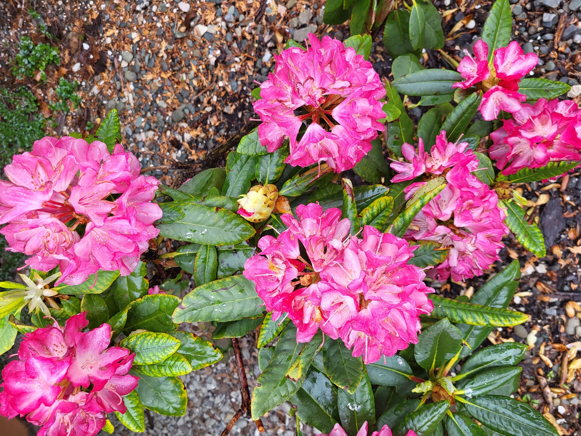 A high-angle shot shows a cluster of bright pink rhododendron flowers in full bloom. The flowers are densely packed and surrounded by dark green, glossy leaves, some of which have yellowing edges. The background to the left of the flowers is composed of small pebbles and leaf debris, creating a contrast with the vibrant floral display. The photograph appears to be taken outdoors in natural light. Location: Unknown, Unknown.