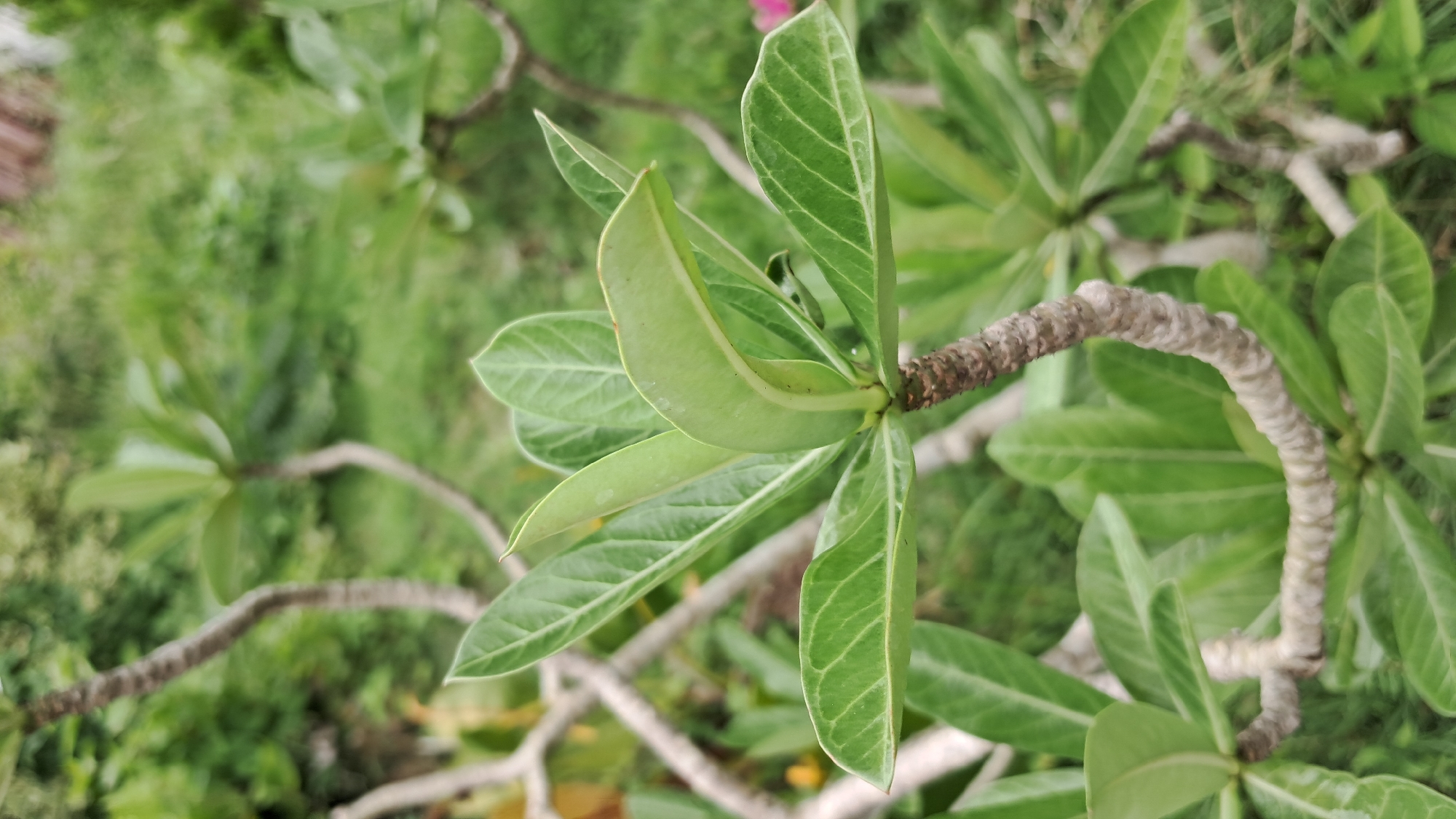 The image captures a close-up, top-down view of a Desert Rose plant (Adenium obesum), a type of succulent, set against a softly blurred green background of other foliage. The main subject is a branch of the plant, characterized by a thick, gnarled, and light brown to grayish stem. Several vibrant green, oblong leaves with visible vein patterns are clustered at the end of the branch. One leaf in the center appears to be curled or folded, forming a distinctive pod-like shape. The plant's leaves are thick and glossy, indicative of a succulent species. The background consists of out-of-focus green leaves and branches, suggesting an outdoor garden or natural setting. Natural light illuminates the scene, implying it is daytime. No specific activity is occurring, and there is no visible text. The overall impression is one of lush, healthy plant growth, typical of a tropical environment like Lhokseumawe, Indonesia.