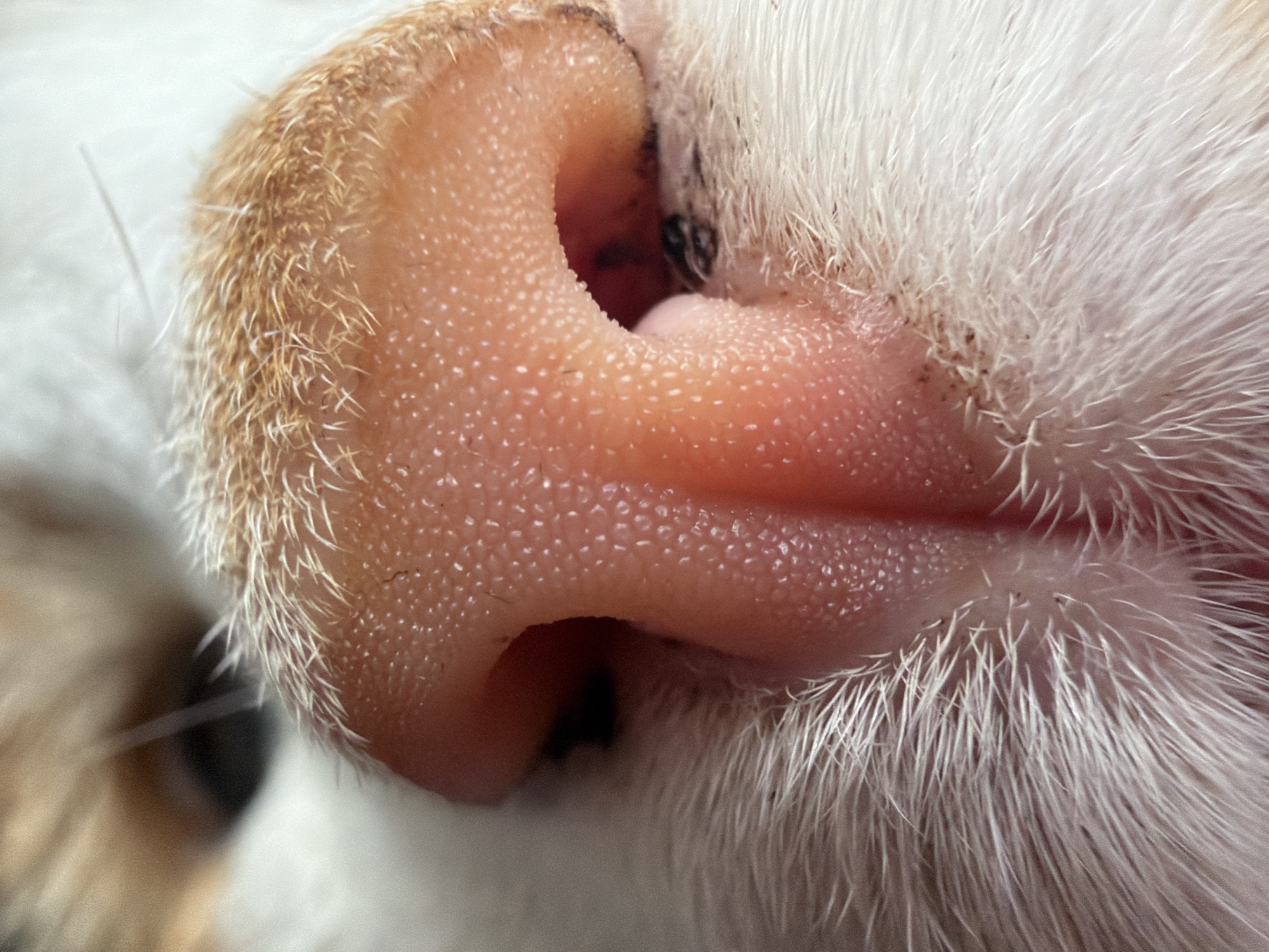 A close-up macro photograph captures the nose of a domestic cat. The cat's nose is a light pink color with a textured surface covered in tiny bumps. Delicate, lighter-colored whiskers extend from the area around the nose and from the fur on the cat's face. The fur itself is white and fluffy. The lighting in the image highlights the intricate details of the cat's nose and whiskers. The background is blurred, suggesting a shallow depth of field, with hints of orange and white fur visible. The scene is not identifiable as being in any specific city or location.