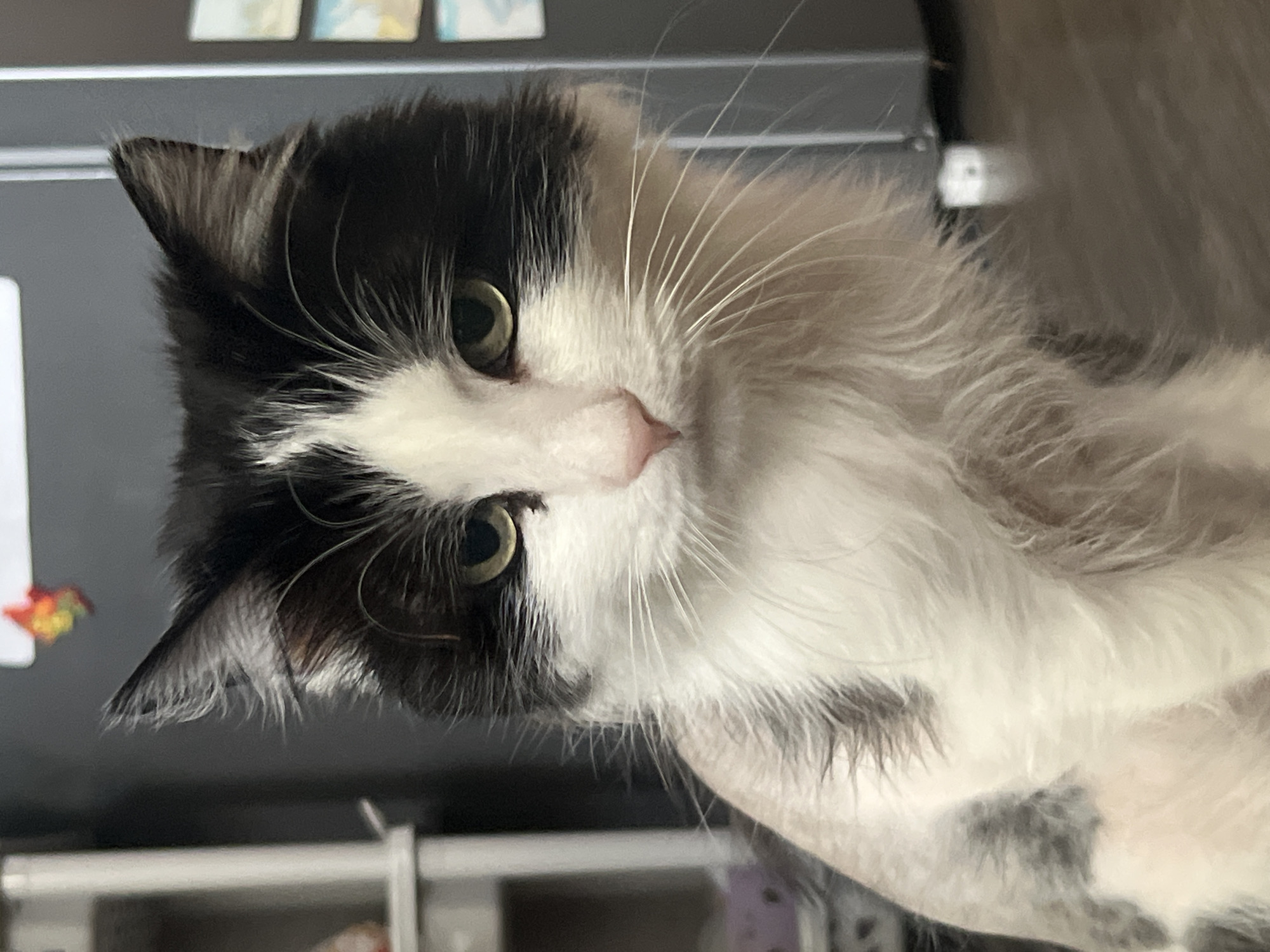 A close-up shot shows a black and white cat with green eyes and long white whiskers. The cat's head is tilted slightly to the side. The background includes a blurred black surface and some indistinct objects. There is no information to suggest that the image was taken in the city of Chaikovsky, Russia.