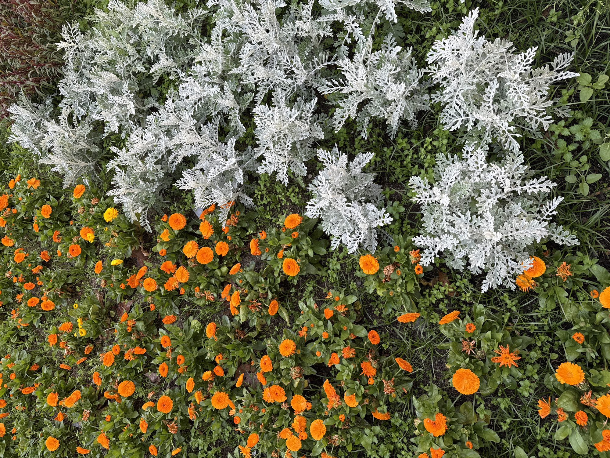 A top-down shot shows a dense arrangement of plants, primarily featuring orange calendula flowers, silver-leaved Dusty Miller plants, and assorted green ground cover. The calendula blossoms are densely packed and vary in size, indicating different stages of bloom. The Dusty Miller has a distinct silvery-white, deeply lobed foliage. A narrow strip of a maroon/brown plant is seen in the upper left corner. The scene is in a cultivated garden, suggesting an urban environment. The location is most likely Barcelona, Spain, although there is no visual verification of this claim from the image.