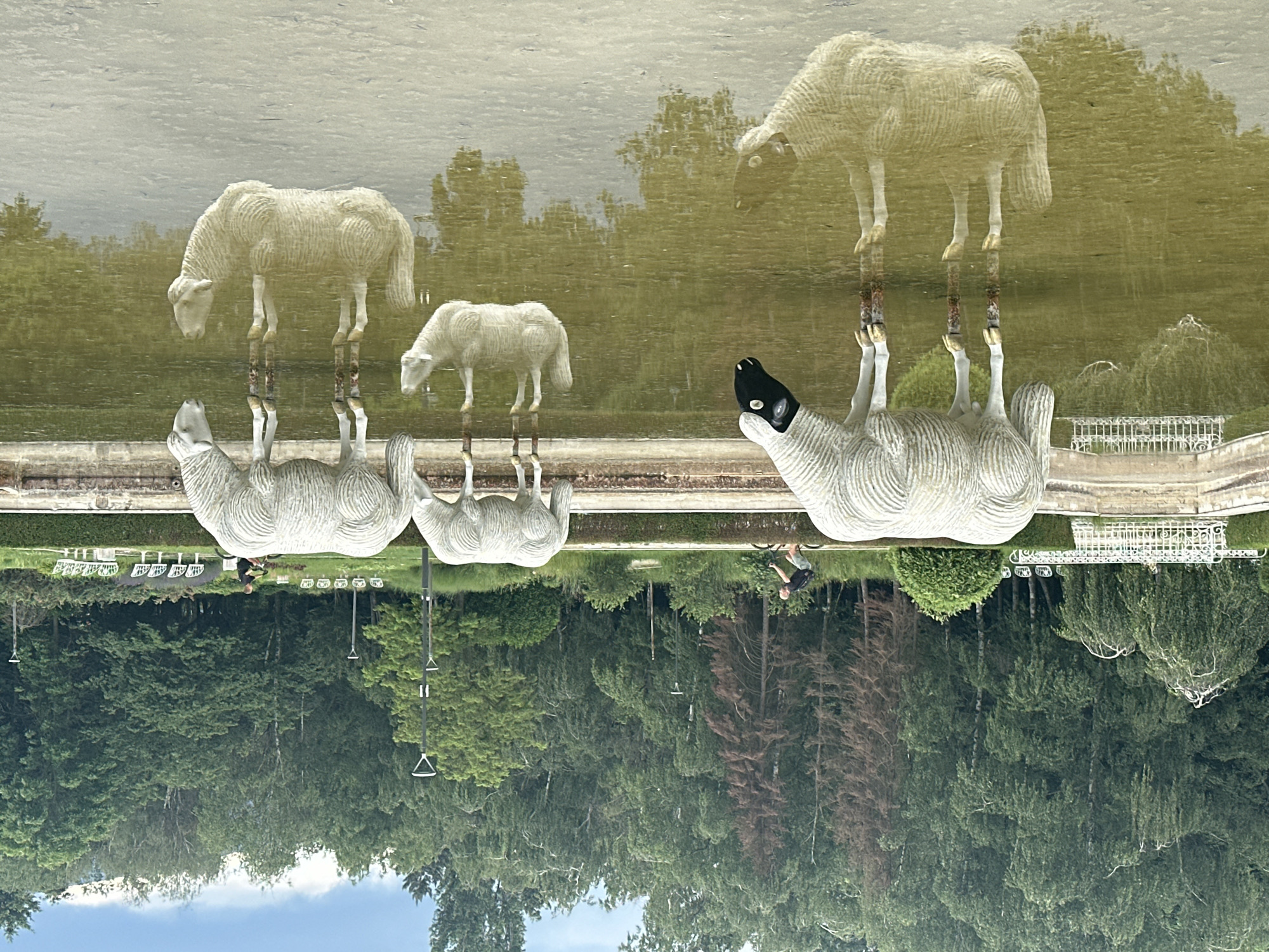 The image depicts a serene park scene, likely in Sofia, Bulgaria, featuring a shallow body of water with several concrete sculptures of sheep. The sculptures are positioned in and around the water, appearing to graze or drink. One sheep sculpture, located on the left, has a black head and face. In the background, a man is seen cycling on a path. Behind the path, a dense forest of green trees creates a natural backdrop. Scattered throughout the background are white benches, adding to the park's ambiance. The water reflects the sheep sculptures and the surrounding trees, creating a symmetrical effect. The sky is overcast, suggesting a cloudy day. The overall scene conveys a sense of tranquility and artistic integration with nature.