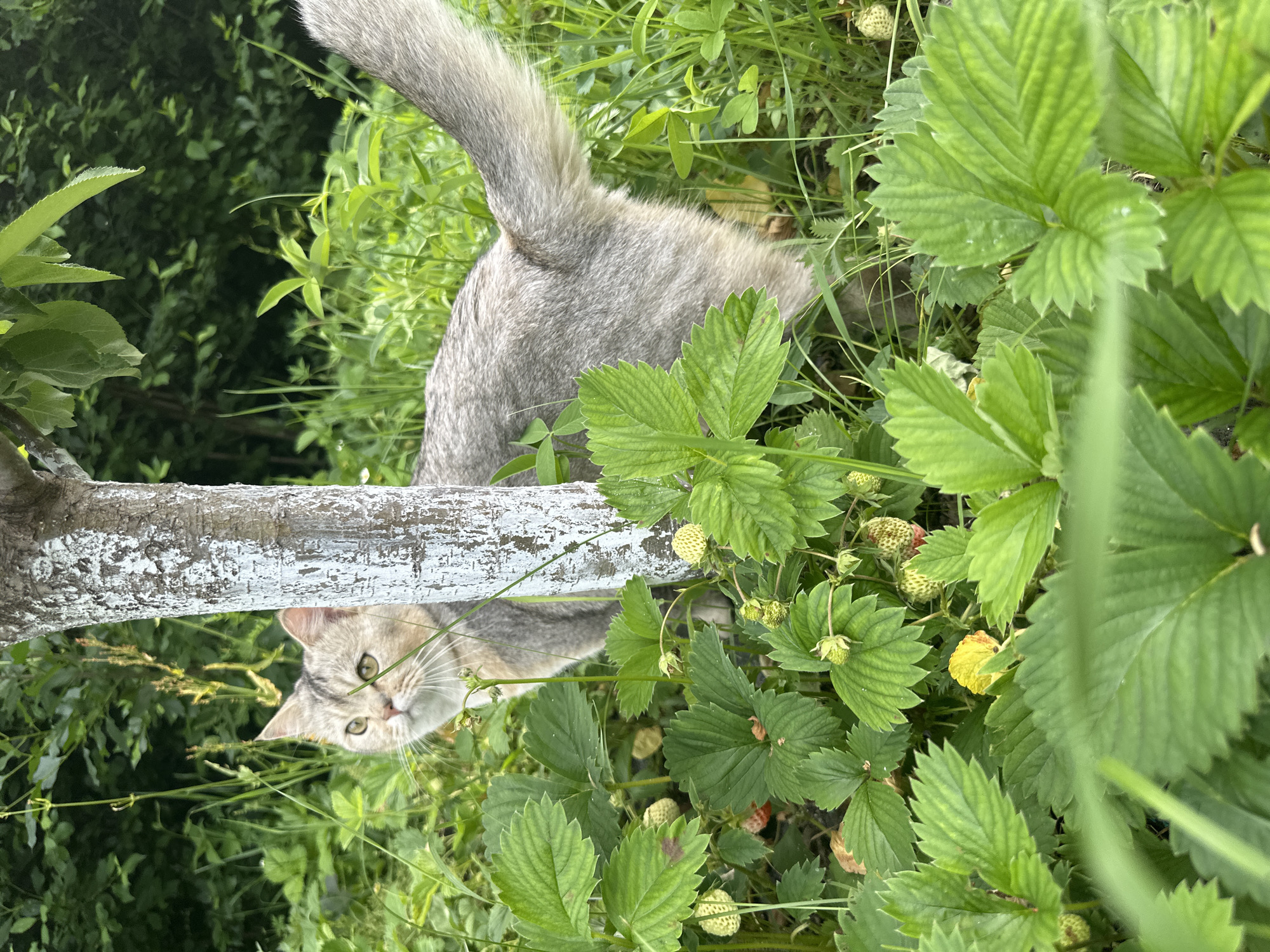A light gray cat with darker gray stripes peers around a white-painted tree trunk, surrounded by lush green foliage and strawberry plants with unripe fruit. The cat is positioned to the left of the trunk, facing left and slightly upwards, with its body angled away from the camera. Its tail is raised and curled to the right, extending behind the trunk. The background is a dense mix of green leaves and grass, suggesting an outdoor environment. The lighting indicates it is daytime. The scene is set in a garden, possibly in an urban or suburban area given the presence of a painted tree, but no specific city or location can be determined from the image.