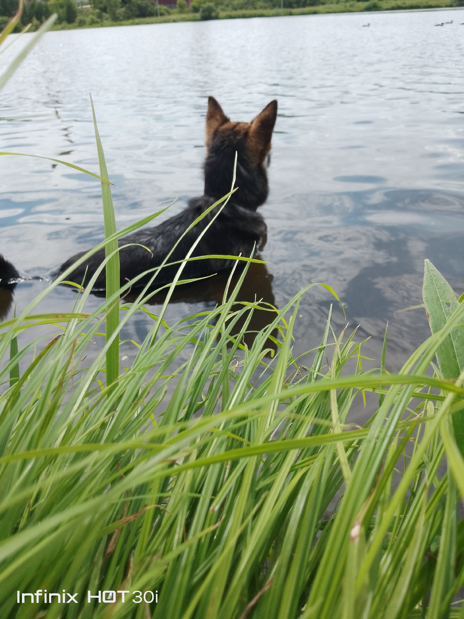 The image shows a German Shepherd dog standing in the shallow water of a lake, looking out at the water. The dog is black and tan, with erect ears. Green grass is in the foreground, with some of the blades obscuring the dog's body. The lake water is calm and reflects the sky. In the distance, the far bank of the lake is visible, with trees and some buildings. Several ducks are visible on the water in the distance. The image was taken in Kedrovy, Russia.