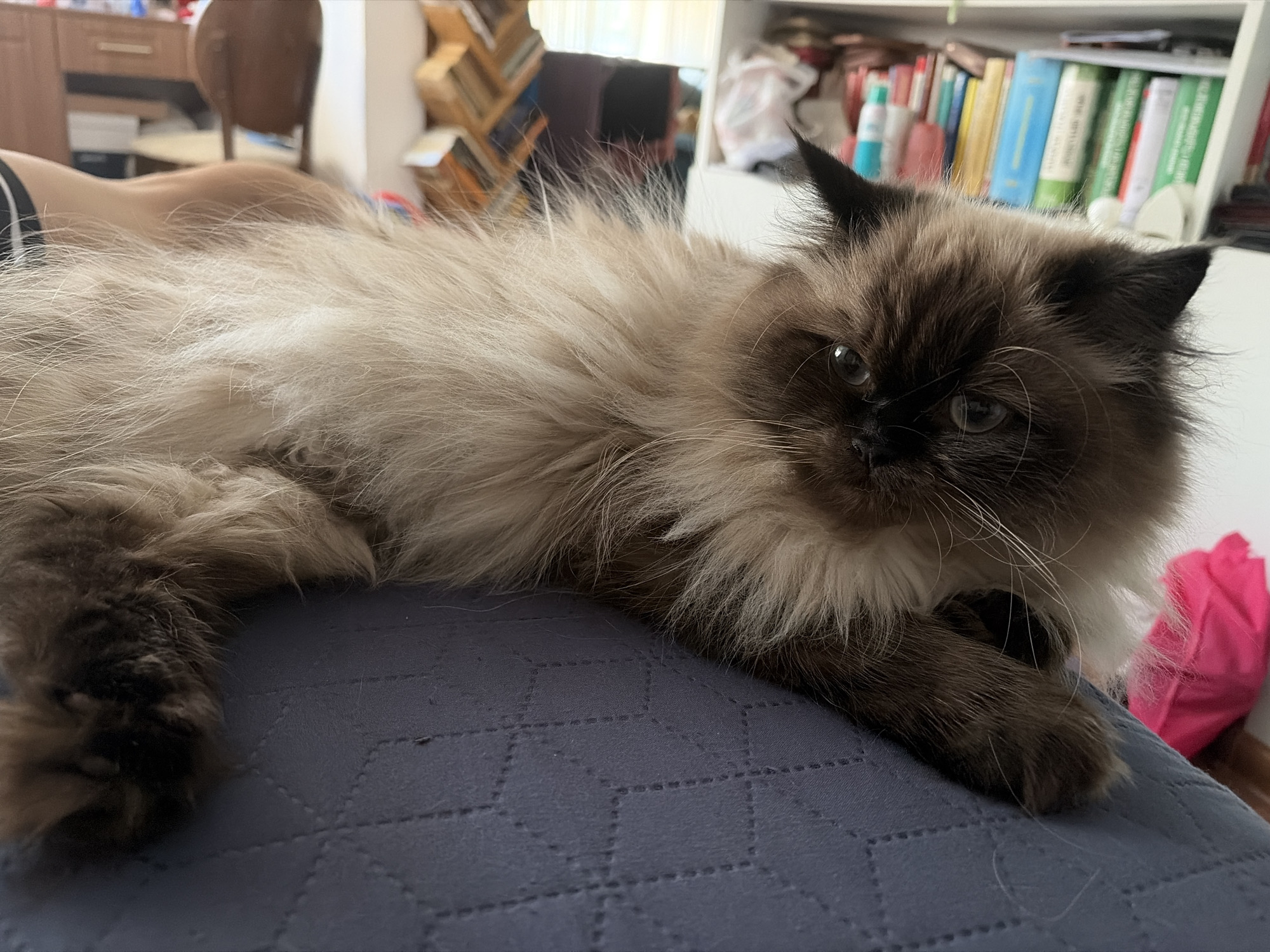 A fluffy Himalayan cat with brown and cream fur is lying on a dark blue quilted surface. The cat's head is turned to the right, revealing its dark eyes and black nose. Its body extends to the left, mostly obscured by its long fur. In the background, a bookshelf filled with books is visible, along with a wooden cabinet and a pink bag. The scene appears to be indoors, likely in a home environment. No specific location in Vratsa, Bulgaria can be identified from the image.