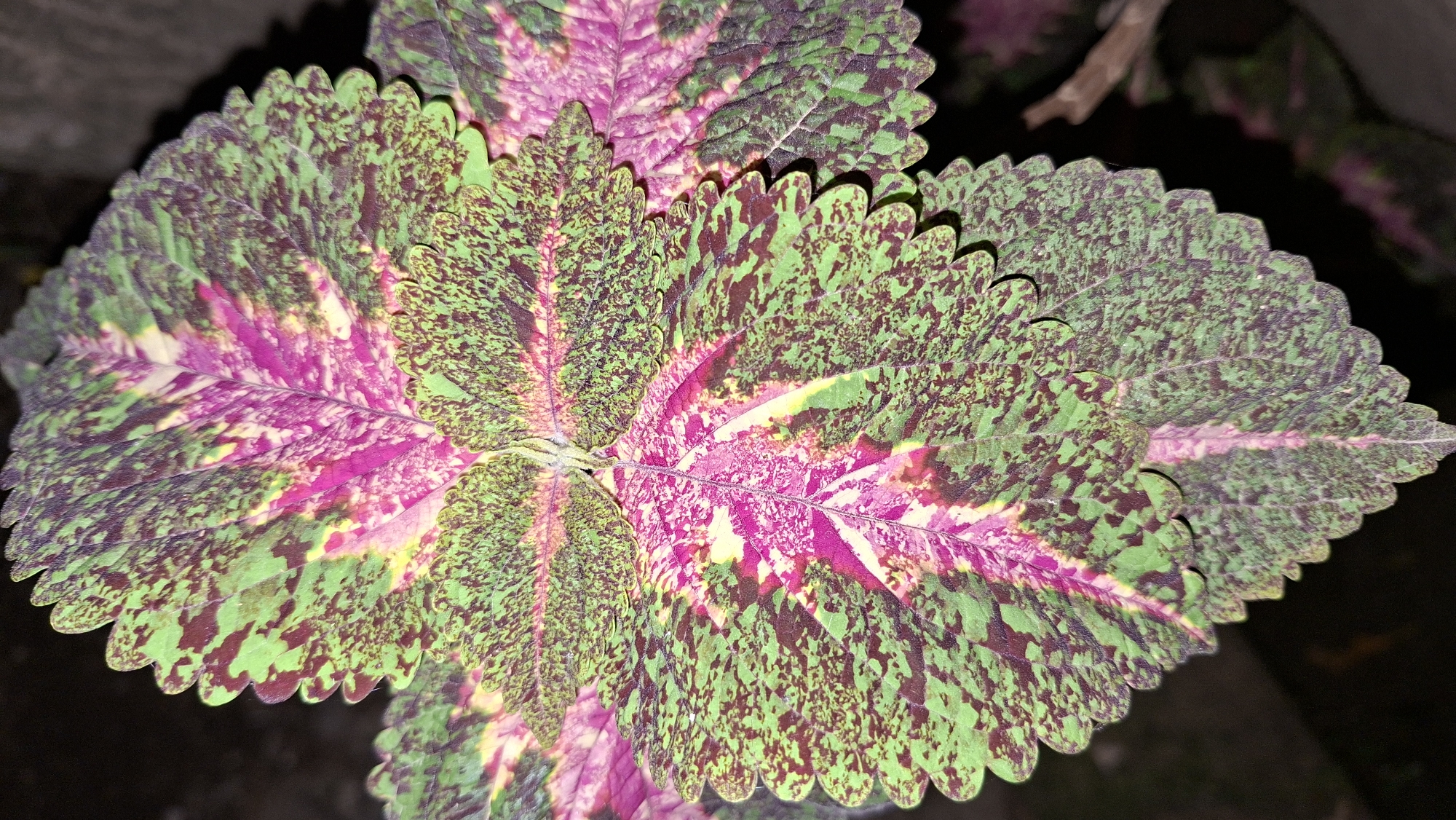 A close-up, top-down view of coleus leaves displays a vibrant pattern of green, pink, and yellow. The leaves have serrated edges and exhibit a mottled texture with dark green or maroon speckles over the lighter green areas. The central veins are prominent and a bright pink or magenta color, with lighter yellow or chartreuse hues appearing in some sections. The background is dark and out of focus, suggesting an outdoor setting at night or in low light. There is a suggestion of a branch in the upper right portion of the image. The image appears to be a photograph taken in Kutaglumpang, Indonesia.