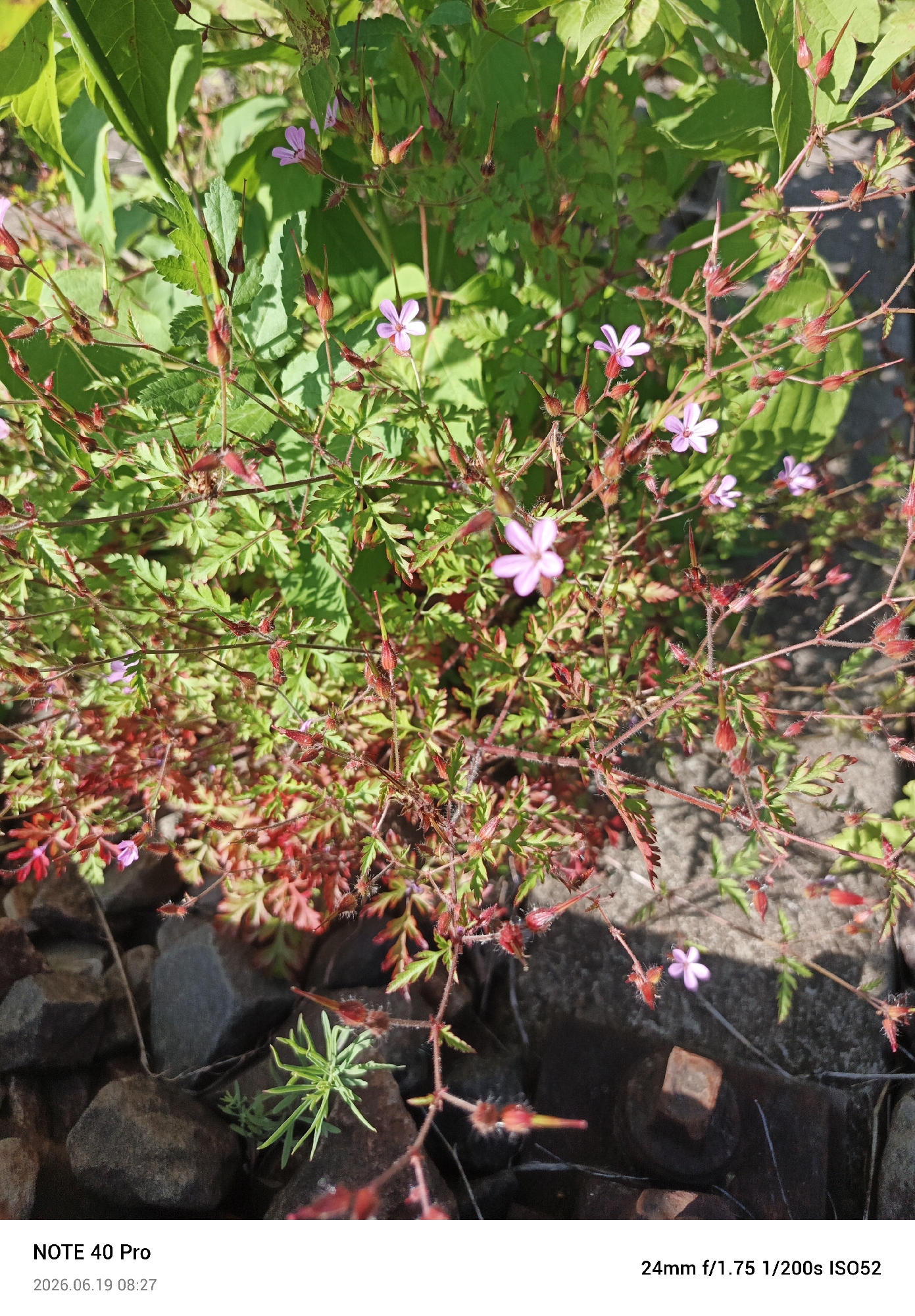 A close-up, eye-level shot captures a cluster of small, pink wildflowers with delicate petals and thin, red stems. The flowers are interspersed with numerous small, reddish buds and spiky seed pods, all against a backdrop of lush green leaves. The foreground shows a scattering of dark, irregular rocks and pebbles. The image is lit by natural sunlight, casting shadows that highlight the textures and details of the plants and rocks. The bottom of the image contains text indicating the camera model ("NOTE 40 Pro"), date and time ("2026.06.19 08:27"), and camera settings ("24mm f/1.75 1/200s ISO52"). There are no people or animals visible in the scene.