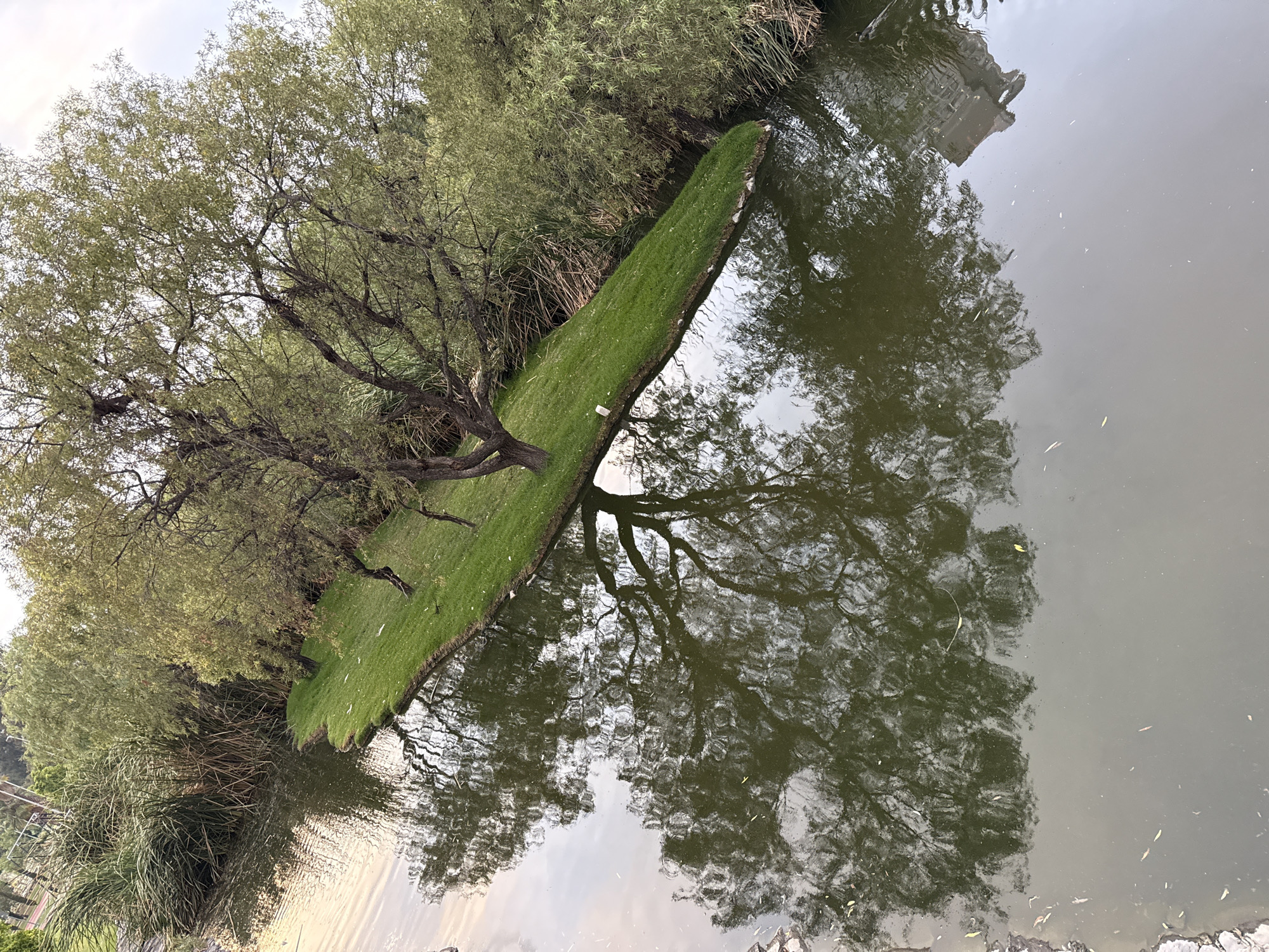 The image depicts a landscape scene with a body of water, likely a pond or lake, reflecting trees and foliage on its surface. A narrow strip of land covered in green grass runs along the edge of the water, populated with trees, their branches extending both over the land and into the reflected image in the water. The water surface shows a detailed reflection of the trees, creating a mirrored effect that blurs the line between the real and reflected environments. Other vegetation is visible along the shoreline, including tall grasses and possibly reeds. The image appears to be taken in daylight under overcast or diffused light. Based on location, specifically the reflection of the building and the general foliage, the scene is located in the city of Puebla, Mexico, most likely in a park or garden setting with a pond.