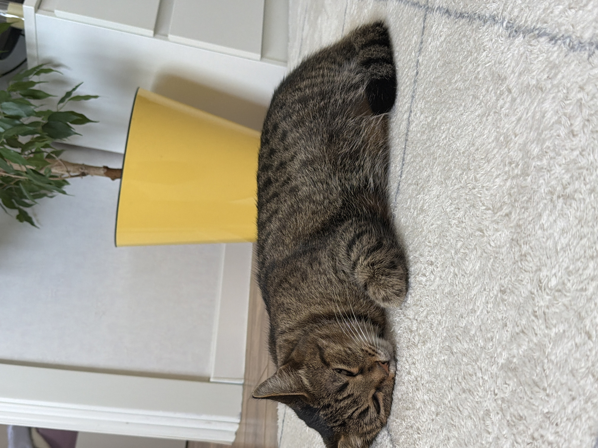 A tabby cat is sleeping on a white carpet. The cat is lying on its side with its eyes closed. Its fur is a mix of brown, black, and gray stripes. The cat's paws are tucked under its body. In the background, there is a yellow pot with a plant and a white dresser. The room appears to be a home interior, possibly in Barnaul, Russia, judging by the context provided. The lighting is soft and natural. The image is taken from a slightly elevated angle, focusing on the sleeping cat.