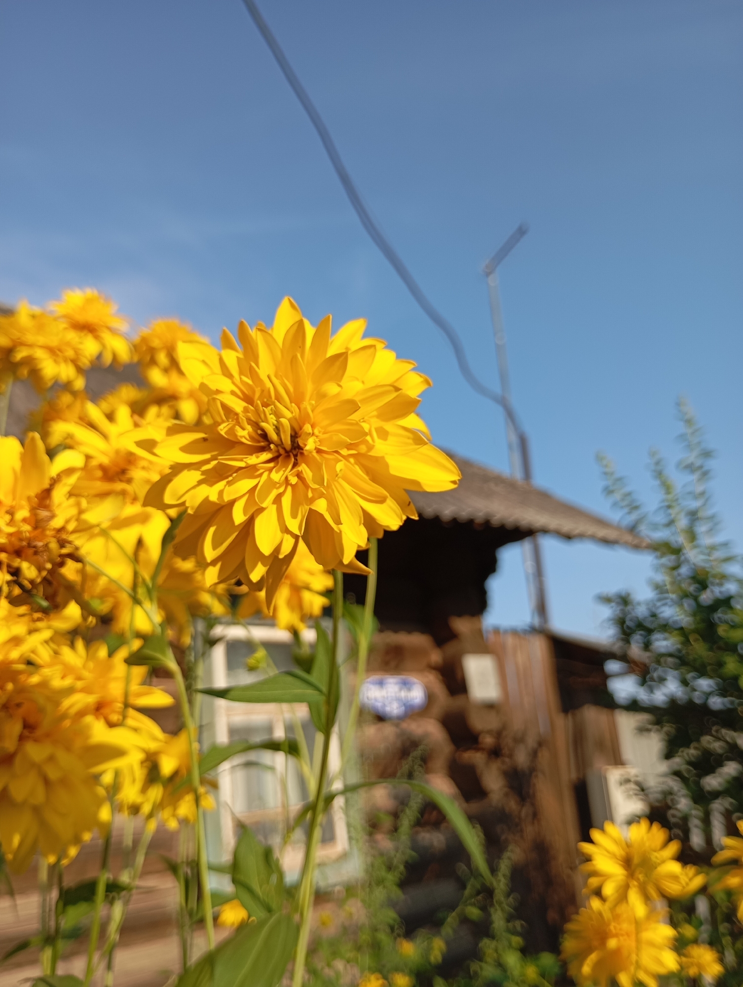 The image depicts a cluster of bright yellow, spherical flowers in the foreground, likely Rudbeckia laciniata 'Hortensia' or a similar double-flowered variety, with a shallow depth of field. In the blurred background, a rustic wooden house with a corrugated roof is visible, characteristic of rural Russian architecture. A tall, thin antenna or pole extends upwards, partially obscured by a thin, dark wire that stretches across the clear blue sky. Green foliage and a window with a light-colored frame are also discernible elements of the house and its surroundings. The scene appears to be set in the town of Фоки, Russia, suggesting a typical summer day with bright sunlight. No people are present in the image.