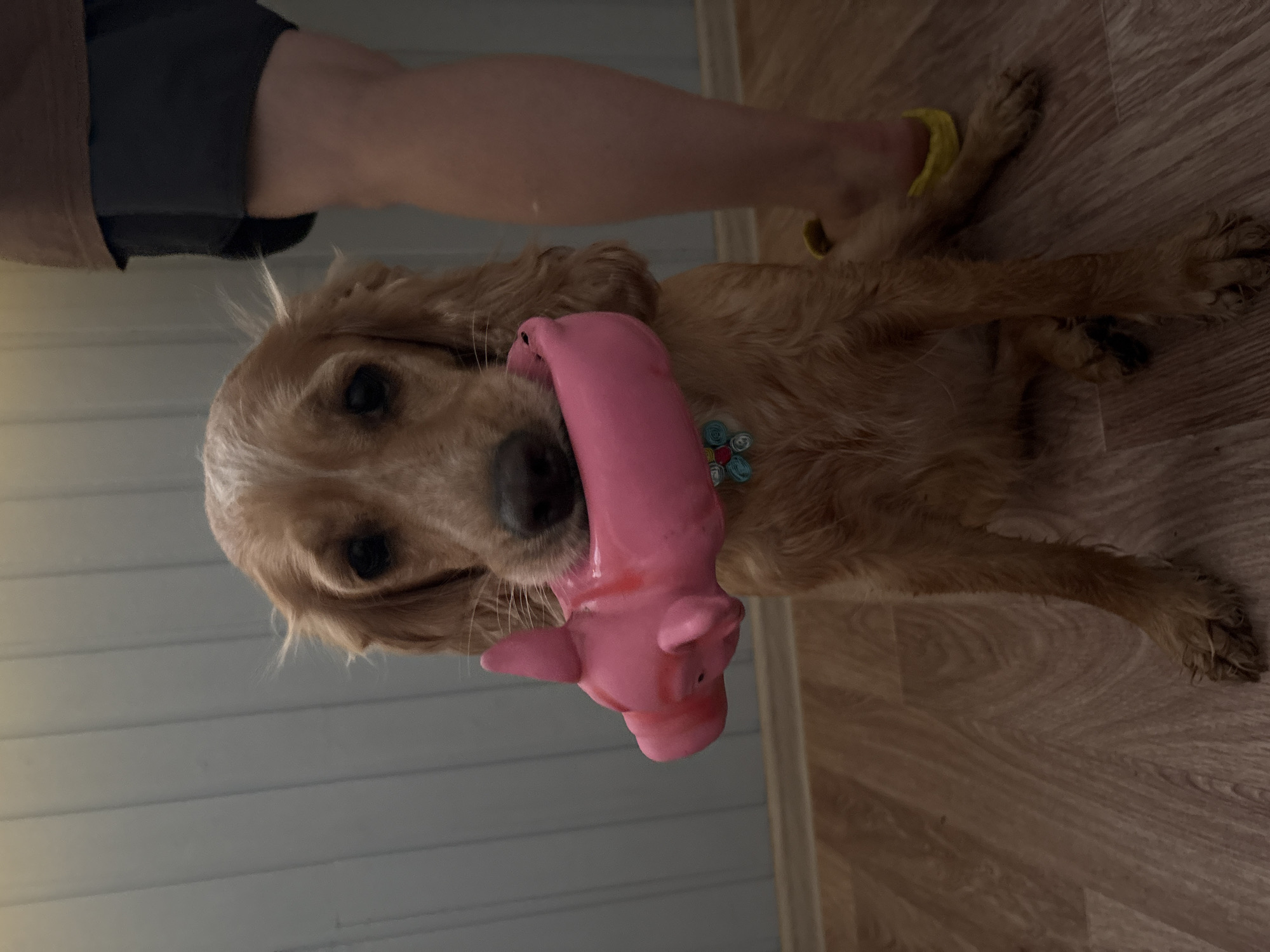 An adult light brown dog is sitting on a wooden floor in front of a light gray paneled wall, holding a pink pig-shaped chew toy in its mouth. The dog's front paws are on the floor, and its tail is not visible. A person's legs are visible behind the dog, with the person wearing dark shorts and a brown t-shirt. The person is standing, and their left foot has a yellow object around the ankle. The scene appears to be indoors, possibly in a residential setting, in the city of Rostov-on-Don, Russia.
