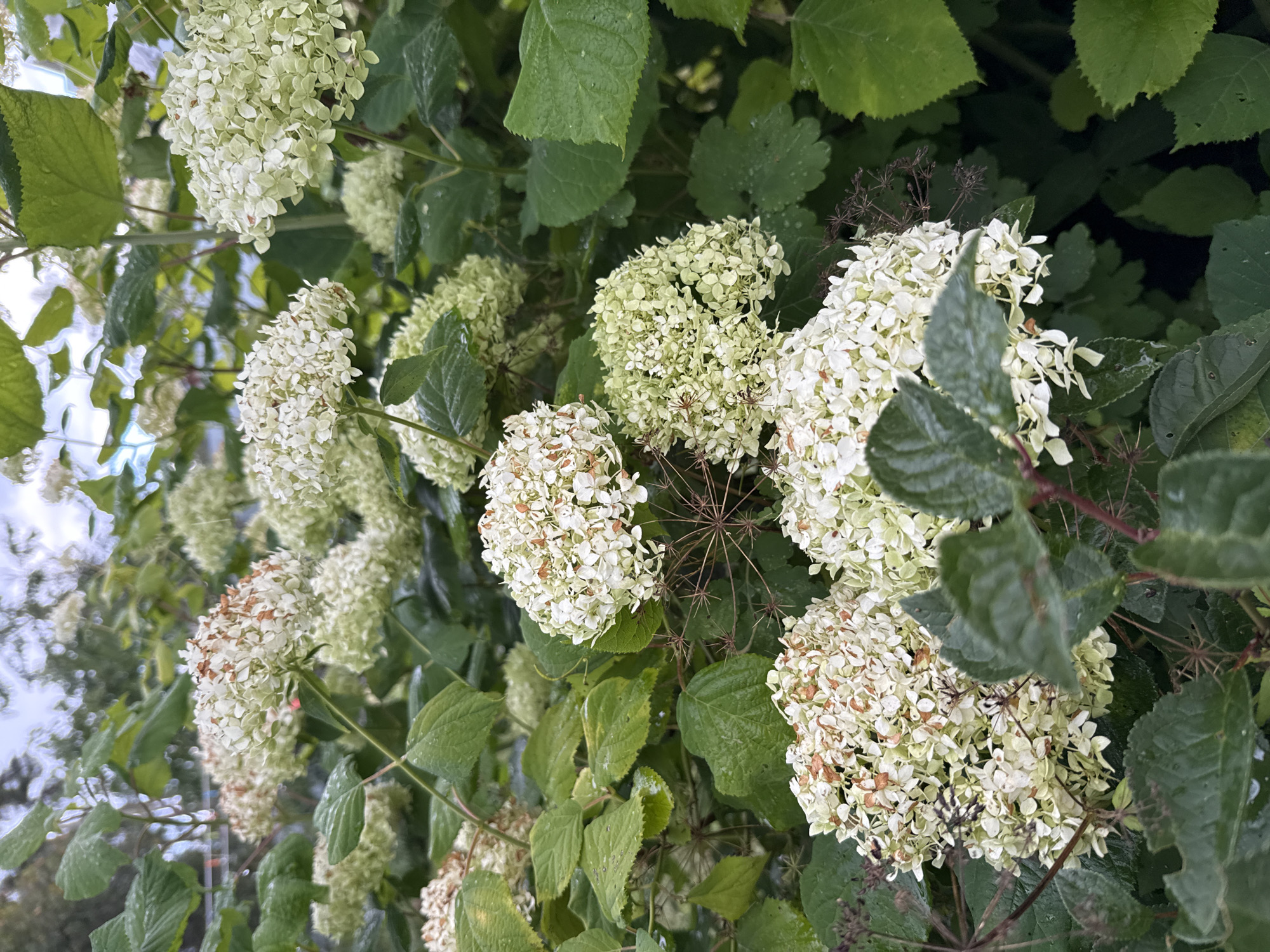 A close-up, eye-level shot features several large, white hydrangea flower clusters amidst green foliage. Some of the white petals show browning and drying, indicating they are past their prime. The leaves are dark green and appear wet, suggesting recent rain or dew. The background is out of focus, showing more greenery and a hint of a cloudy sky. The image appears to be taken outdoors in a garden or park setting. There are no people or animals visible in the image.