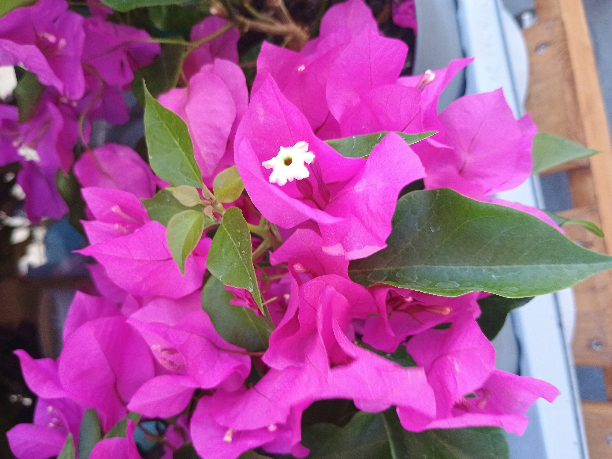 The image shows a cluster of pink bougainvillea flowers with green leaves. In the center of one of the flower bracts is a small white flower. The flowers appear to be in a pot, as evidenced by the glimpse of a white container in the upper right corner. The surrounding environment is out of focus, making it difficult to determine the specific location. The scene is brightly lit.