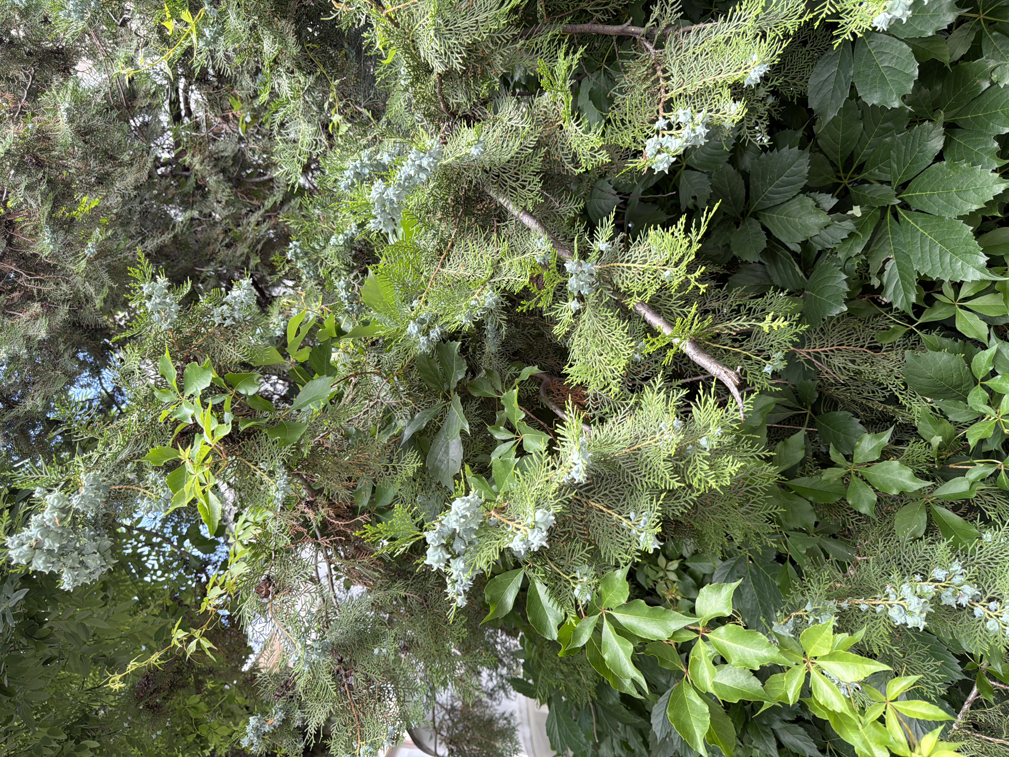 This is a close-up, medium-angle, eye-level outdoor shot of lush green foliage in Pazardzhik, Bulgaria. The image is dominated by the dense textures of various plants, primarily evergreen branches with small, pale blue cones, interspersed with large, deep green ivy leaves. The lighting is bright, suggesting it was taken during the day, and the scene appears to be in a garden or natural area, possibly near a building indicated by a sliver of a light-colored structure visible on the far left edge of the frame. No people or animals are present. The overall impression is one of vibrant, untamed greenery.