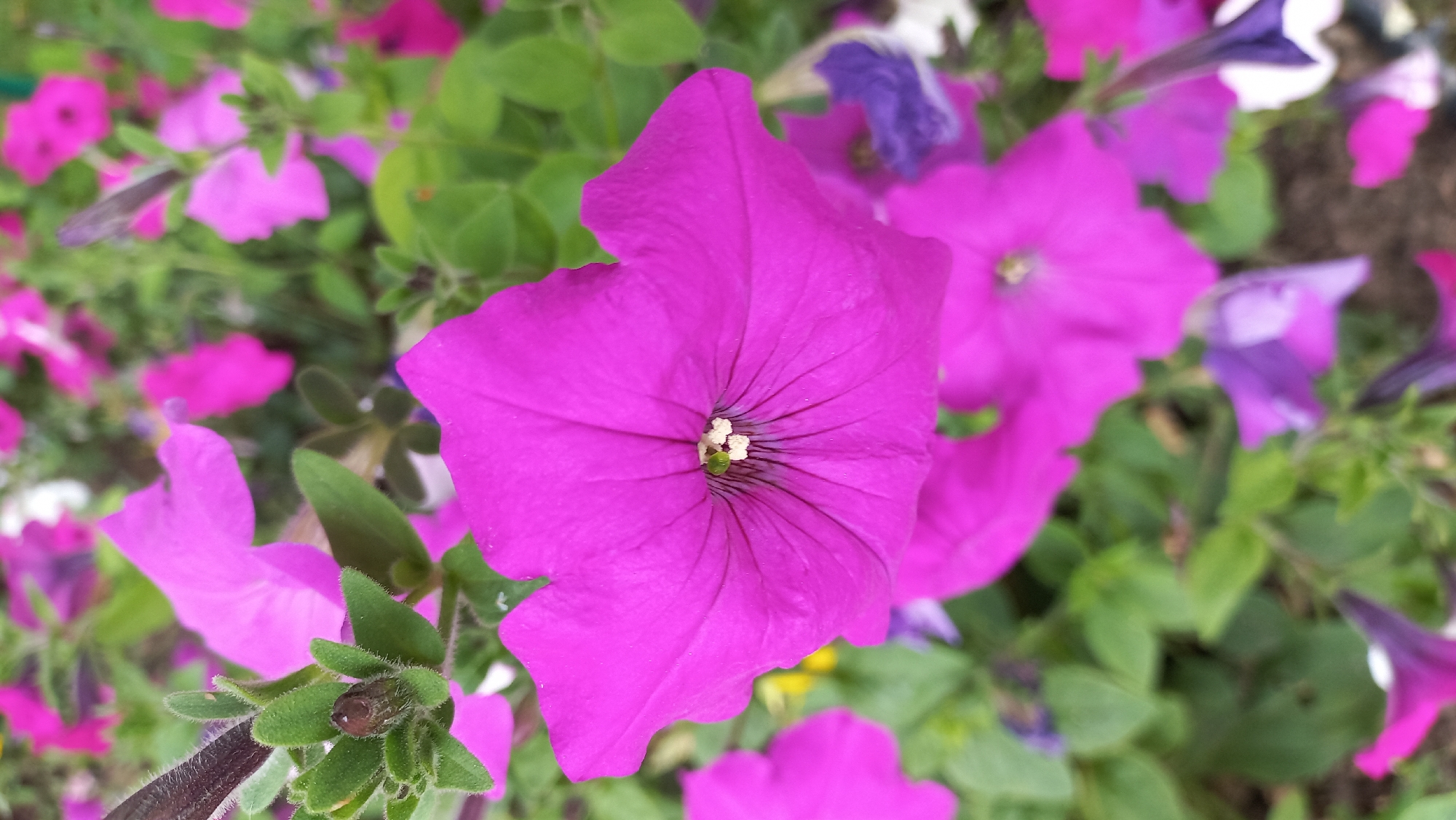 A close-up, eye-level, vertical shot features a vibrant, fuchsia-colored petunia flower as the main subject, positioned in the foreground and slightly off-center to the right. The flower is in full bloom, its ruffled petals unfurling in a star-like pattern. The center of the flower reveals delicate green pistils and white stamens. Surrounding the main petunia are other flowers, predominantly in shades of pink and purple, with some blurred green foliage providing a backdrop. The lighting appears natural, casting subtle shadows that highlight the texture of the petals. The overall impression is of a garden in bloom, suggesting a pleasant outdoor setting. This scene is located in the city of Zhlobin, Belarus.