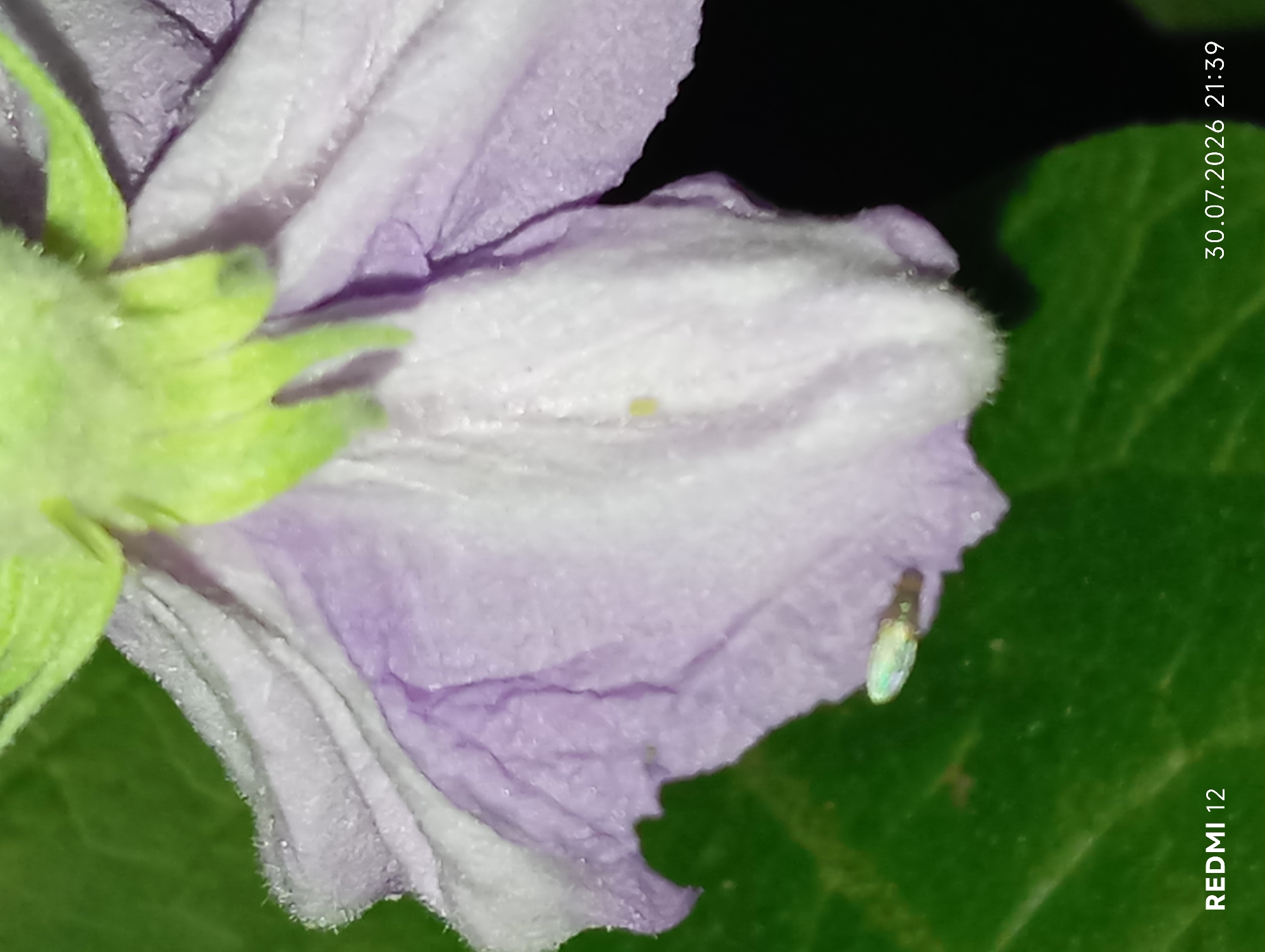 The image shows a close-up of a light purple and white flower, possibly an eggplant flower, with green foliage in the background. A small, iridescent insect, likely a leafhopper, is visible on the lower left petal. The bottom right corner of the image displays the text "REDMI 12" and a date and time stamp: "30.07.2026 21:39". There is no information in the image to suggest a specific location within Smila, Ukraine.