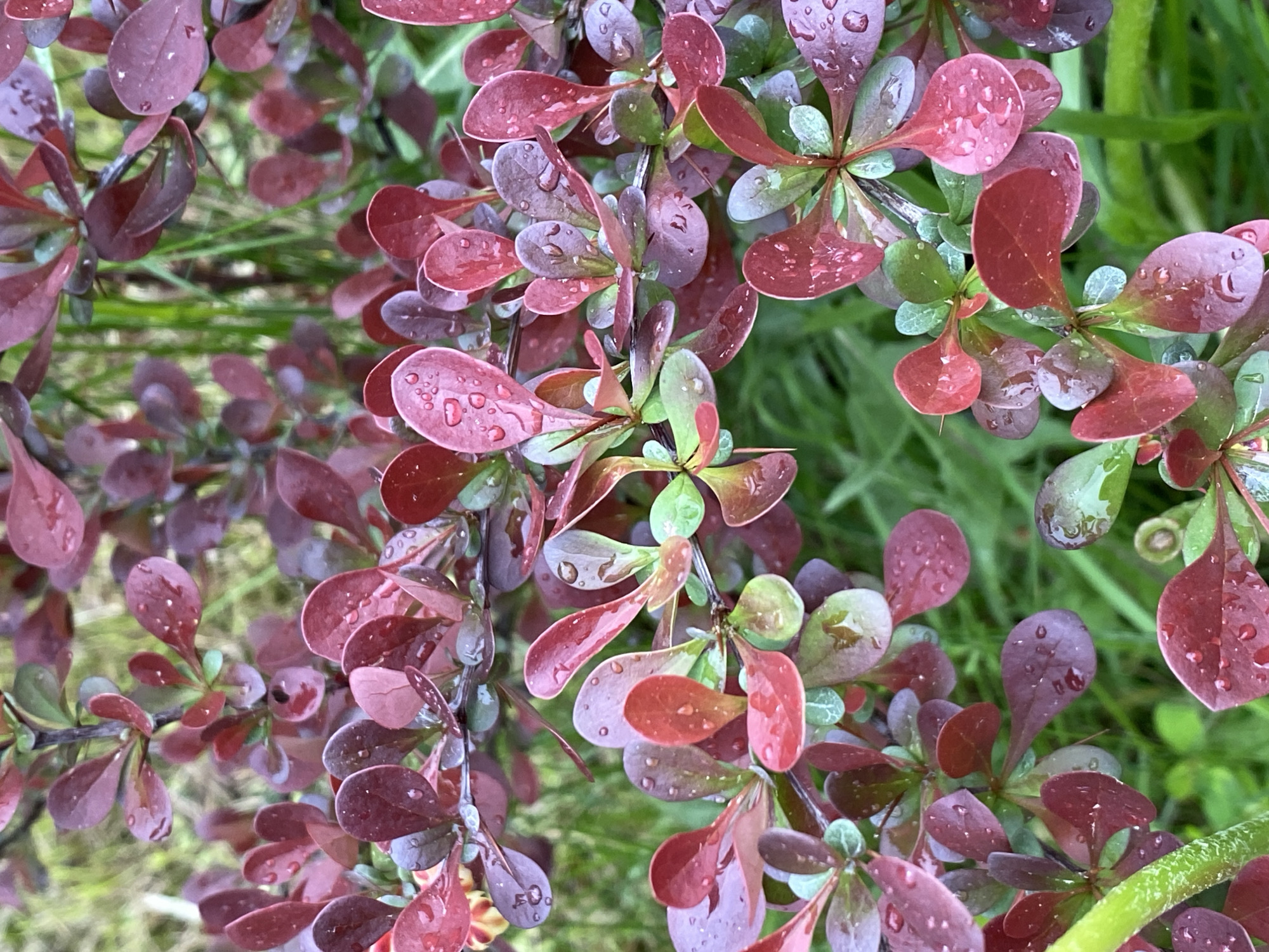 The image shows a close-up view of a plant with small, oval-shaped leaves that range in color from red to purple and green. Water droplets are visible on the leaves. The background includes blurred green grass. The specific location is unknown.