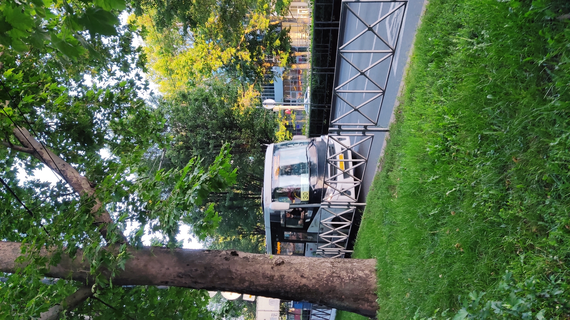 A small white and black bus, labeled with the number 30, drives along a paved road in Krasnodar, Russia. The bus has its headlights on, and a person can be seen driving it. The bus is partially obscured by a large tree with green leaves in the foreground. The tree is located on the left side of the image, and its trunk is thick and rough. The road is bordered by a metal fence with a diamond pattern. Beyond the fence, there is a sidewalk, and then a building with large windows. Trees with yellow and green leaves are visible behind the building. The grass in the foreground is green and lush, with some fallen leaves scattered on it. The sky is visible through the leaves of the tree, and it appears to be daytime.