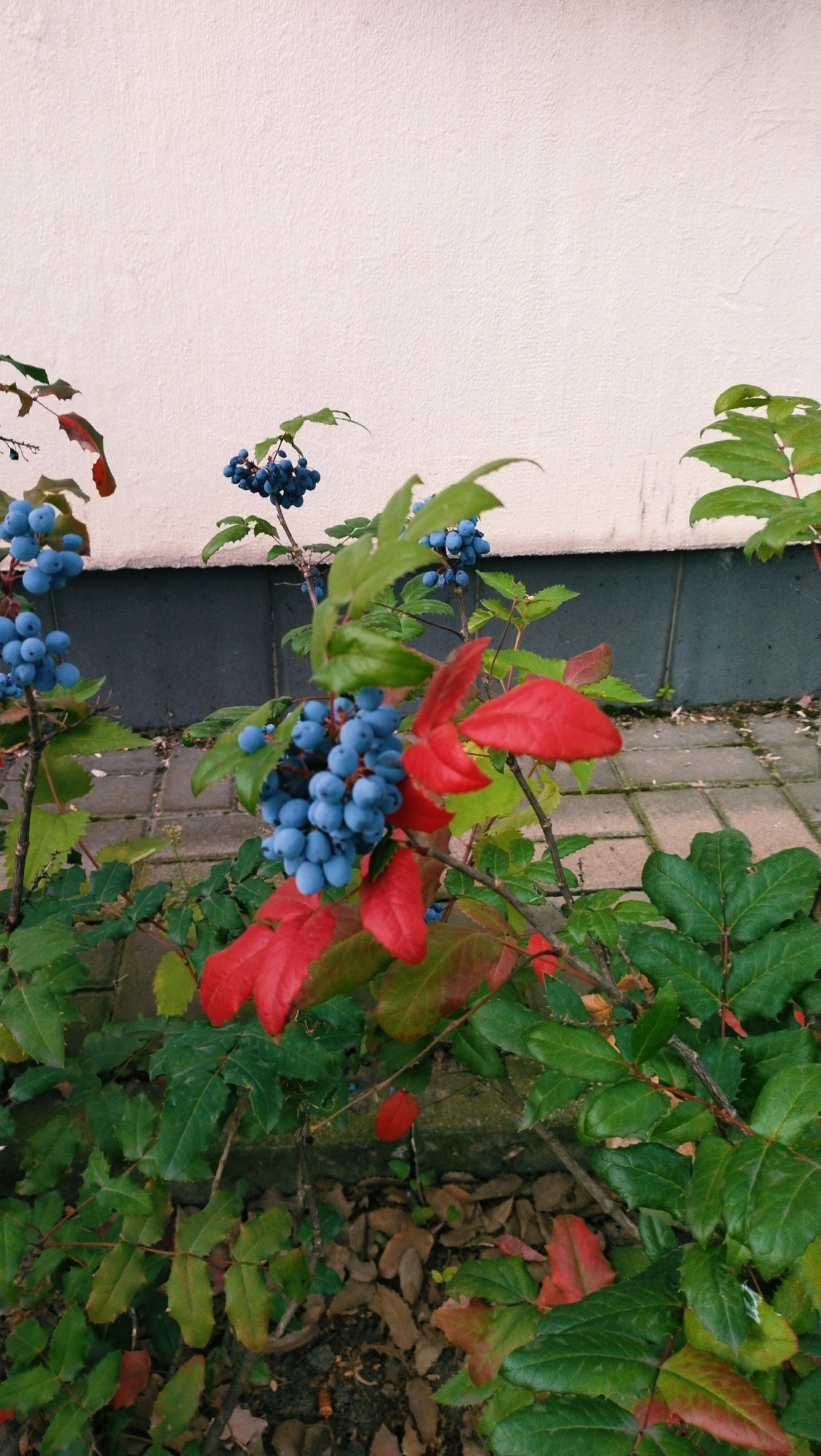The image depicts a close-up of a plant with clusters of bright blue berries and vibrant red leaves, set against a plain, light-colored wall and a paved walkway. The plant appears to be growing outdoors, possibly in a garden or along a sidewalk. The background suggests an urban environment, with a visible wall, a darker strip of material below it, and paving stones. There are no people or animals present in the image. The lighting suggests it is daytime. The scene is static and captures a moment of natural beauty. The location within the city of Horishni Plavni, Ukraine, cannot be determined from the visual information alone.