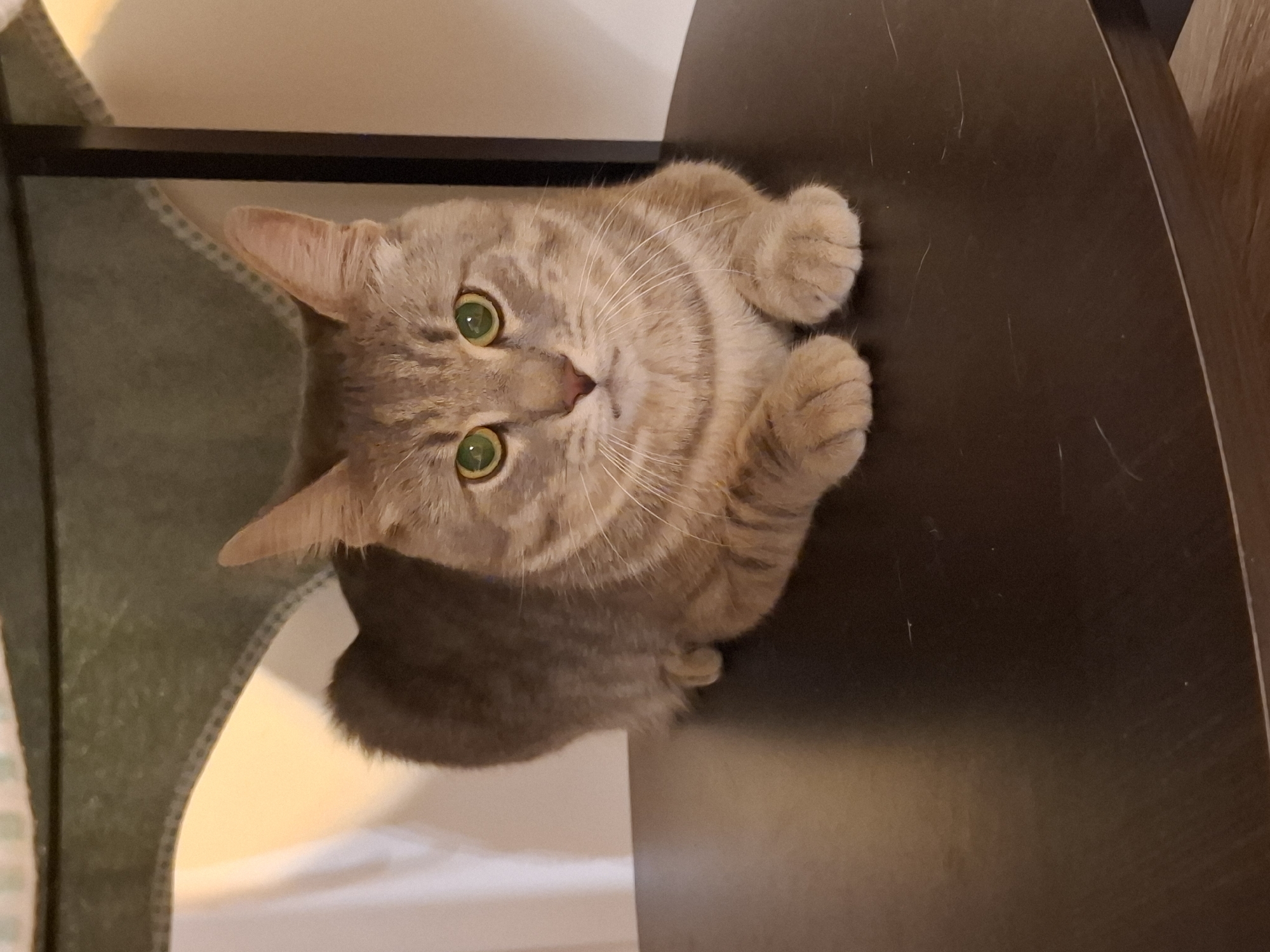 An adult, short-haired tabby cat with green eyes is lying on a dark brown, circular surface, possibly a table. The cat is facing the camera, with its front paws tucked underneath its body. The cat's fur is a mix of gray and brown tabby markings. Behind the cat, a light-colored wall is visible, with a hint of warm lighting. The cat appears to be indoors, possibly in a home or shelter. The location is not specified as Zemun Urban Municipality, Serbia; this information is extraneous.