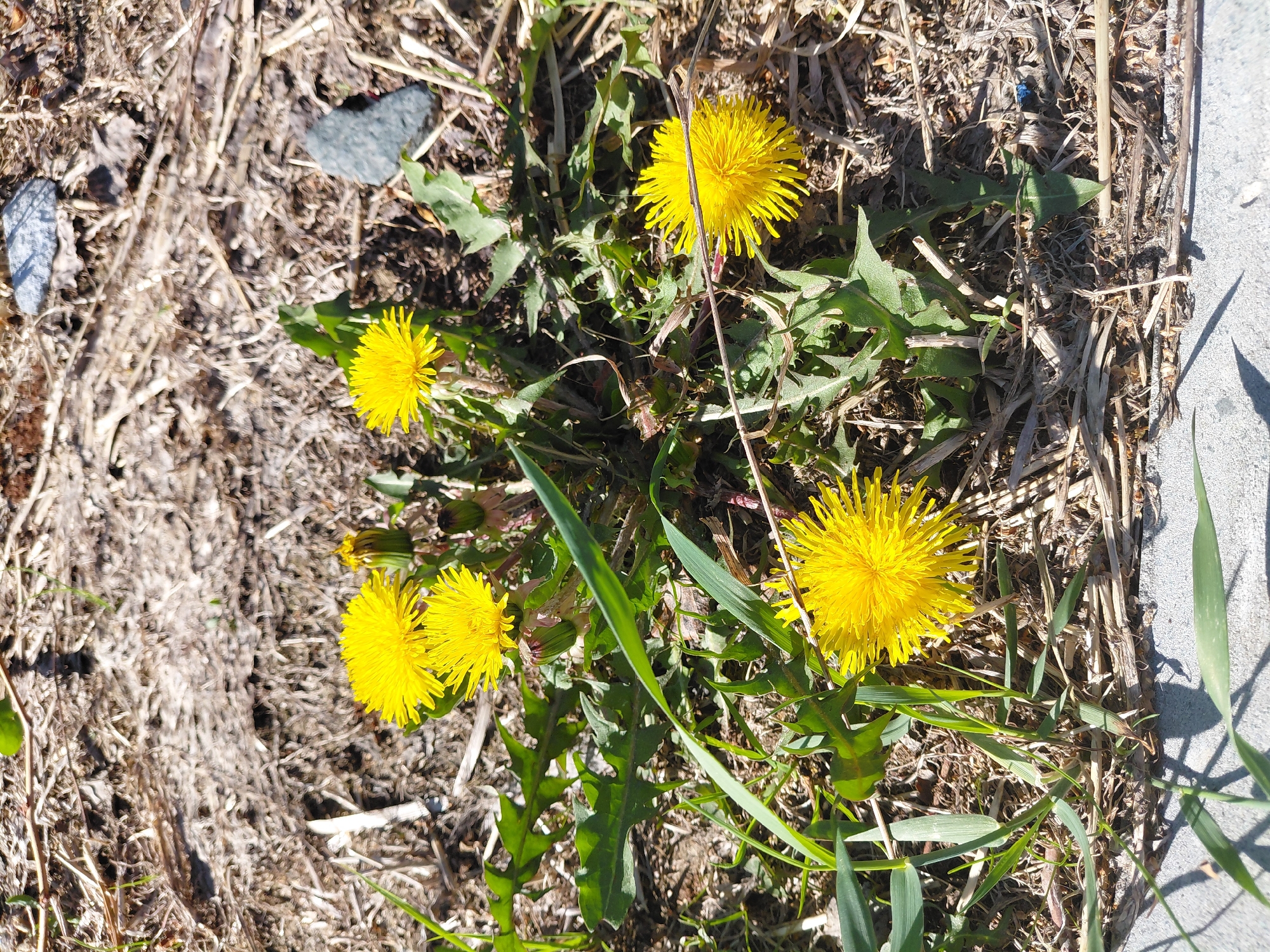 This media file features a close-up, top-down view of several yellow dandelion flowers growing amidst dry grass and green foliage. The scene appears to be outdoors on a sunny day, indicated by bright illumination and distinct shadows, particularly on the right side where a concrete edge is visible.
The primary subjects are four vibrant yellow dandelions, each in full bloom. They are surrounded by their characteristic green, jagged leaves, as well as some blades of brighter green grass. The ground cover consists predominantly of dry, light brown, straw-like grass and dead leaves, suggesting a relatively untended area, possibly along the edge of a path or road.
Notable details include small, dark rocks scattered among the dry foliage. In one of the cropped images, a tiny blue object, possibly a piece of plastic or debris, can be discerned near the concrete edge. The overall impression is one of natural growth pushing through less fertile or managed ground. No human activity is depicted, and no text is visible within the image. The setting is a natural, outdoor environment, possibly a roadside or neglected patch of land in Nadym, Russia.