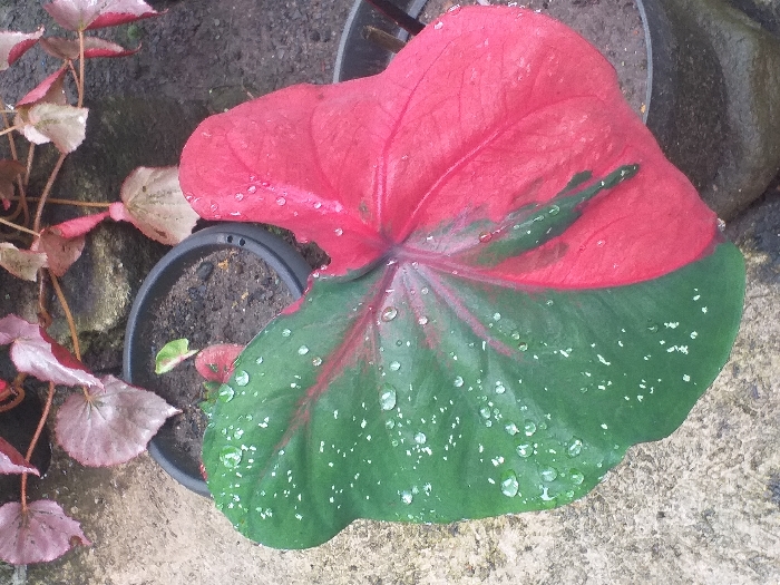 A top-down shot displays a caladium plant in a black pot. The leaf is divided into two sections with the top half a vibrant red and the bottom a rich green, both dotted with water droplets. The base of the leaf shows hints of red veins. Another plant with pink and beige leaves sits to the left, while a grey rock is visible in the background, slightly out of focus. The concrete surface is visible at the base of the image.