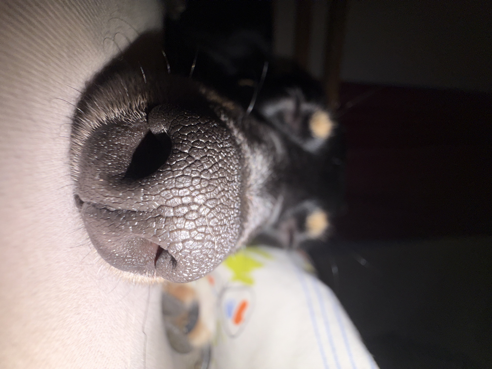 A close-up image shows a dog's nose, likely a pug or similar breed given the wrinkled texture and shape. The nose is black and fills a significant portion of the frame. To the left of the nose is a light-colored surface that appears to be a person's skin, possibly indicating the dog is resting on a person. In the background, out of focus, is the dog's body with a glimpse of its black fur and some light-colored markings. A pillow or other soft surface with a pattern is also visible in the background. The environment appears dimly lit, suggestive of an indoor setting. Sofia, Bulgaria is not evident in the image.